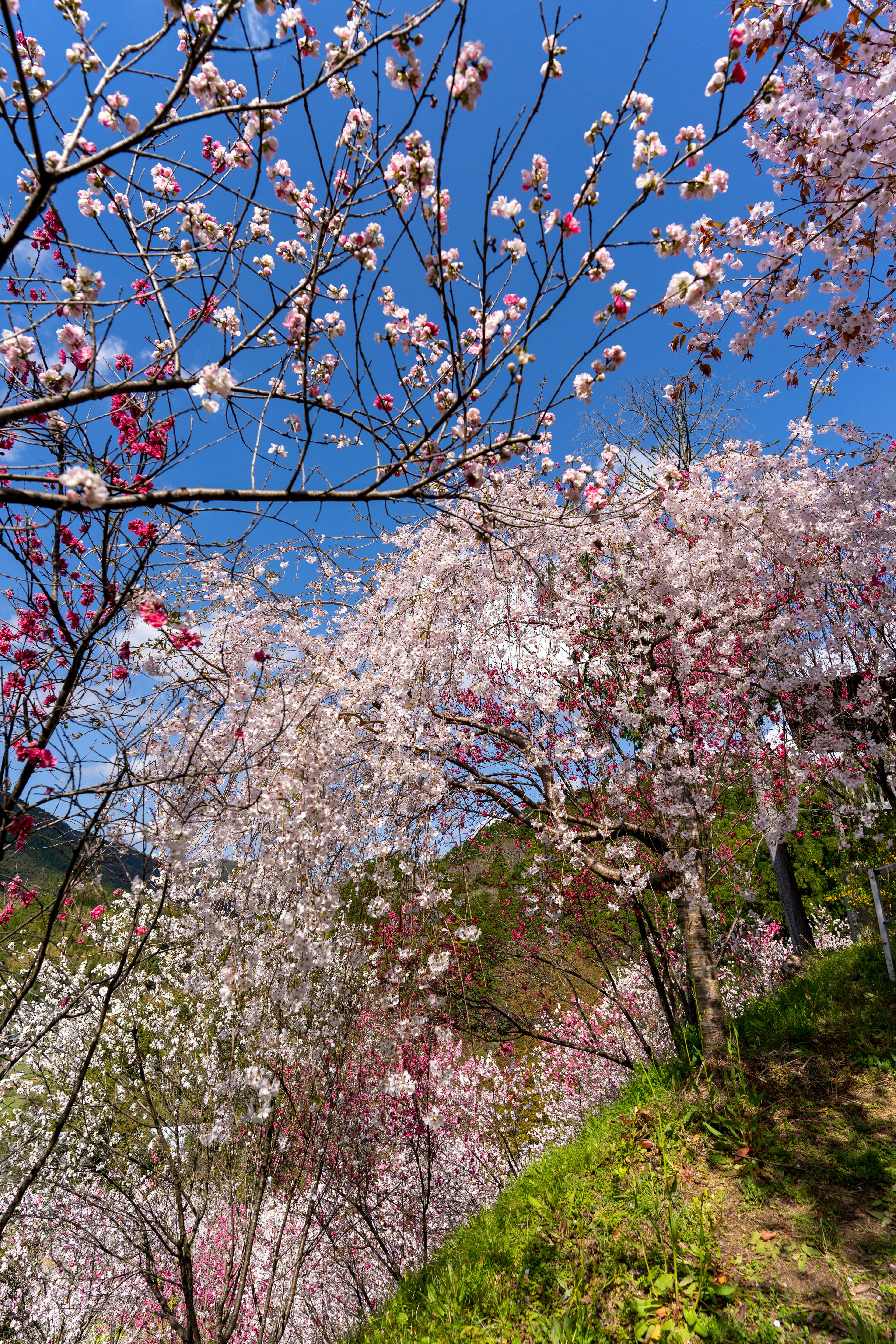 Flores de cerezo en plena floración bajo un cielo azul claro