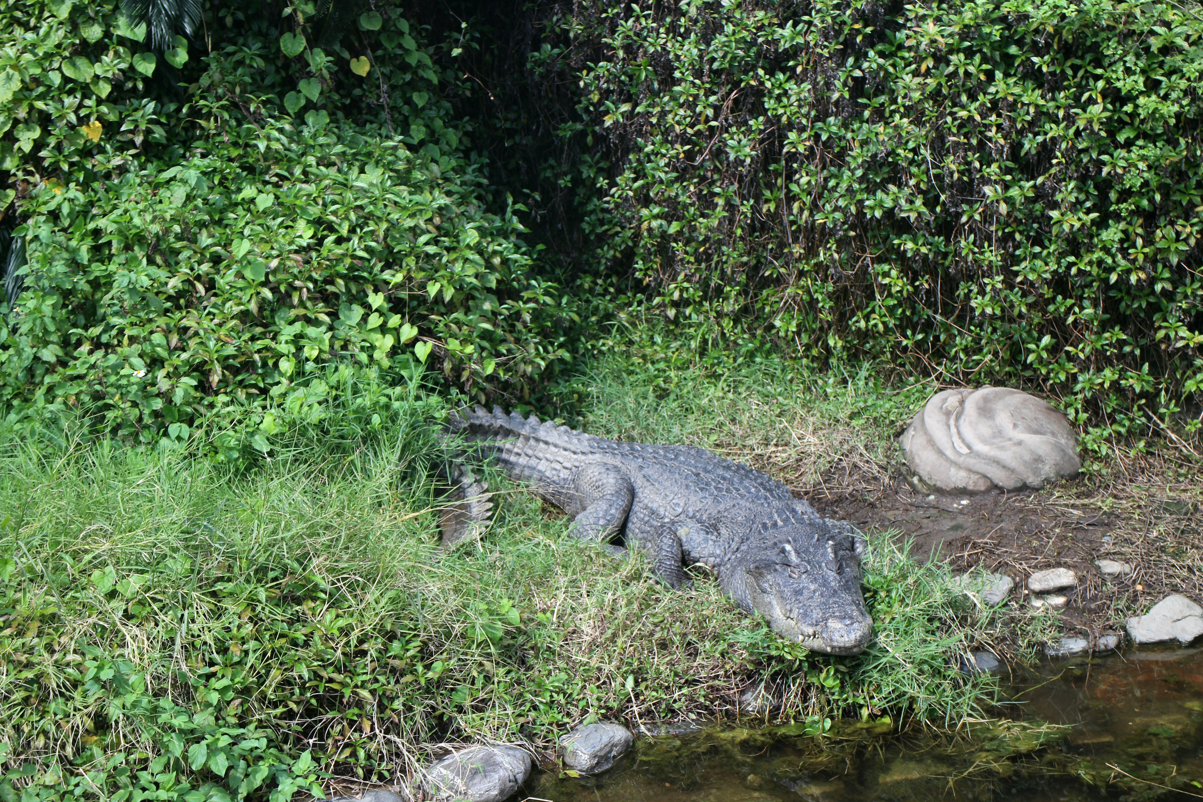 A crocodile lying near the riverbank surrounded by greenery