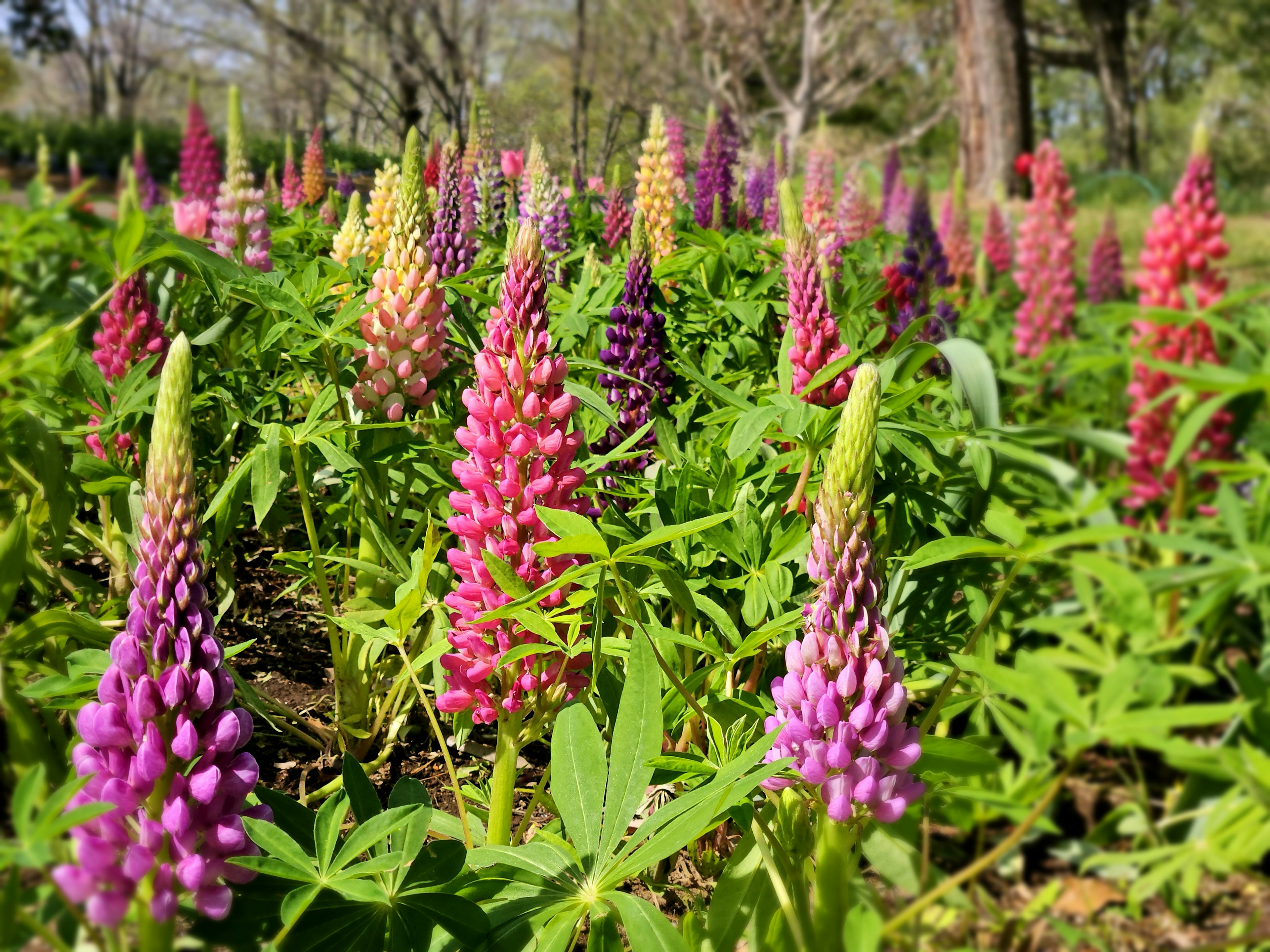 Fleurs de lupin colorées fleurissant dans une prairie verte