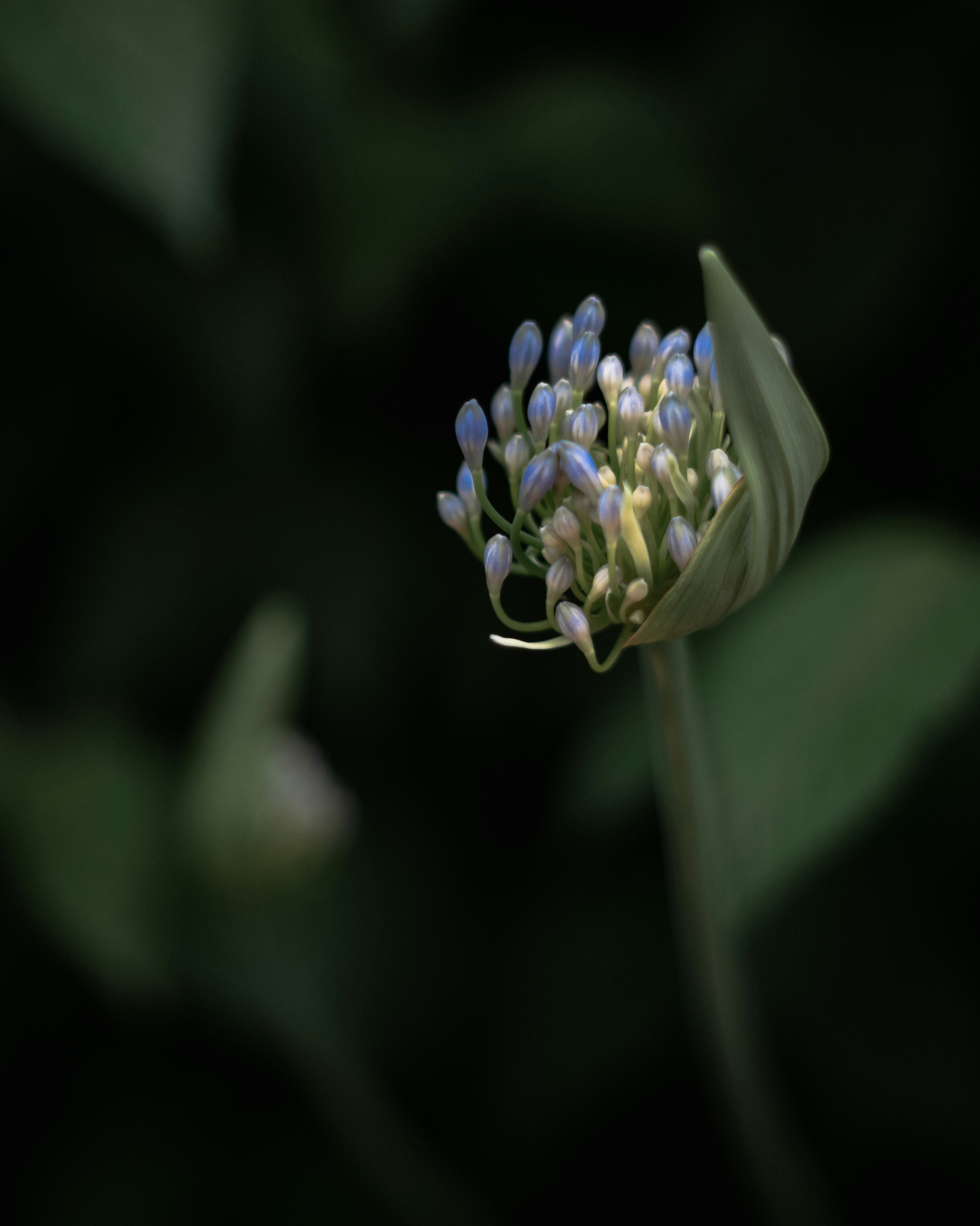 Una planta con un grupo de botones de flores azul pálido sobre un fondo oscuro