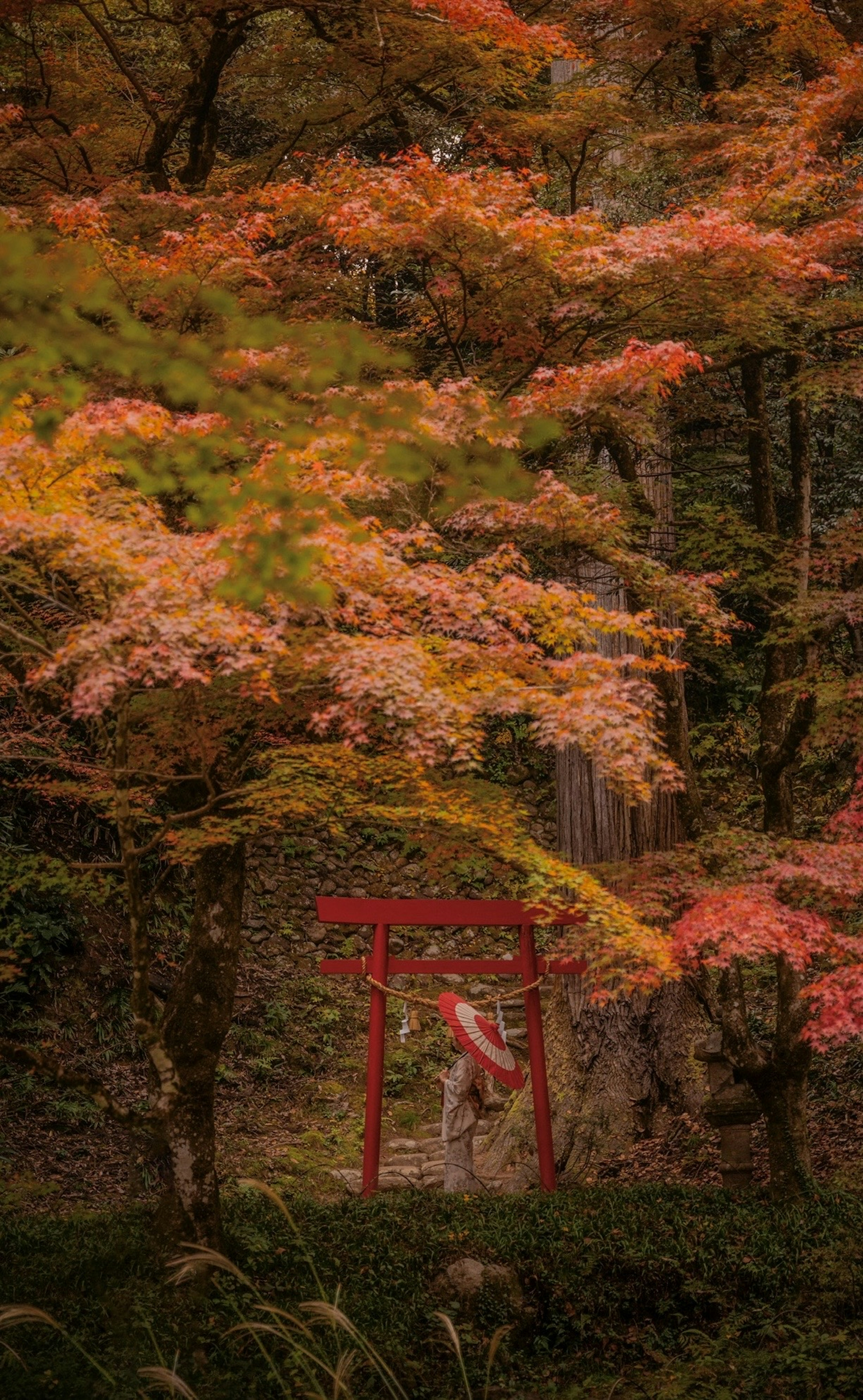 一个宁静的风景，红色的鸟居被秋天的树叶环绕