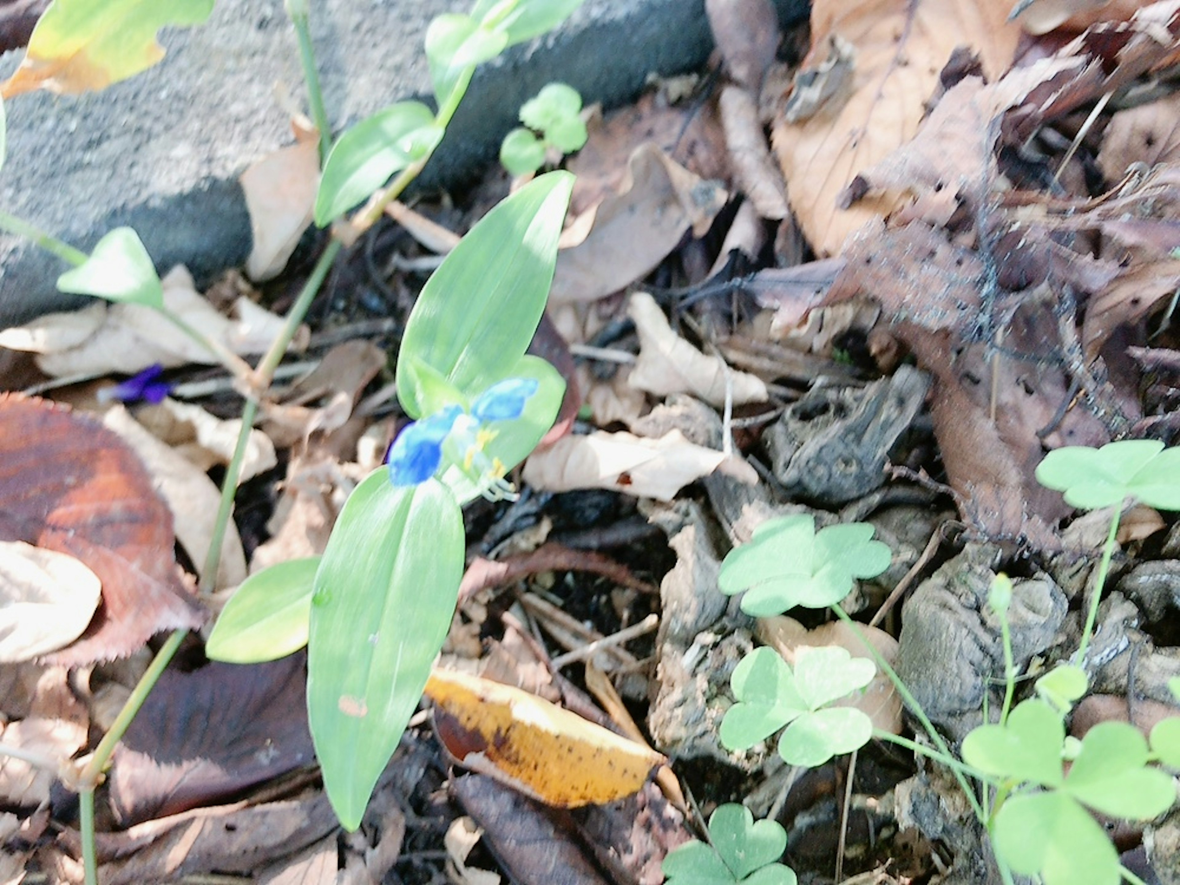 Daun hijau dan bunga biru mekar di tanah