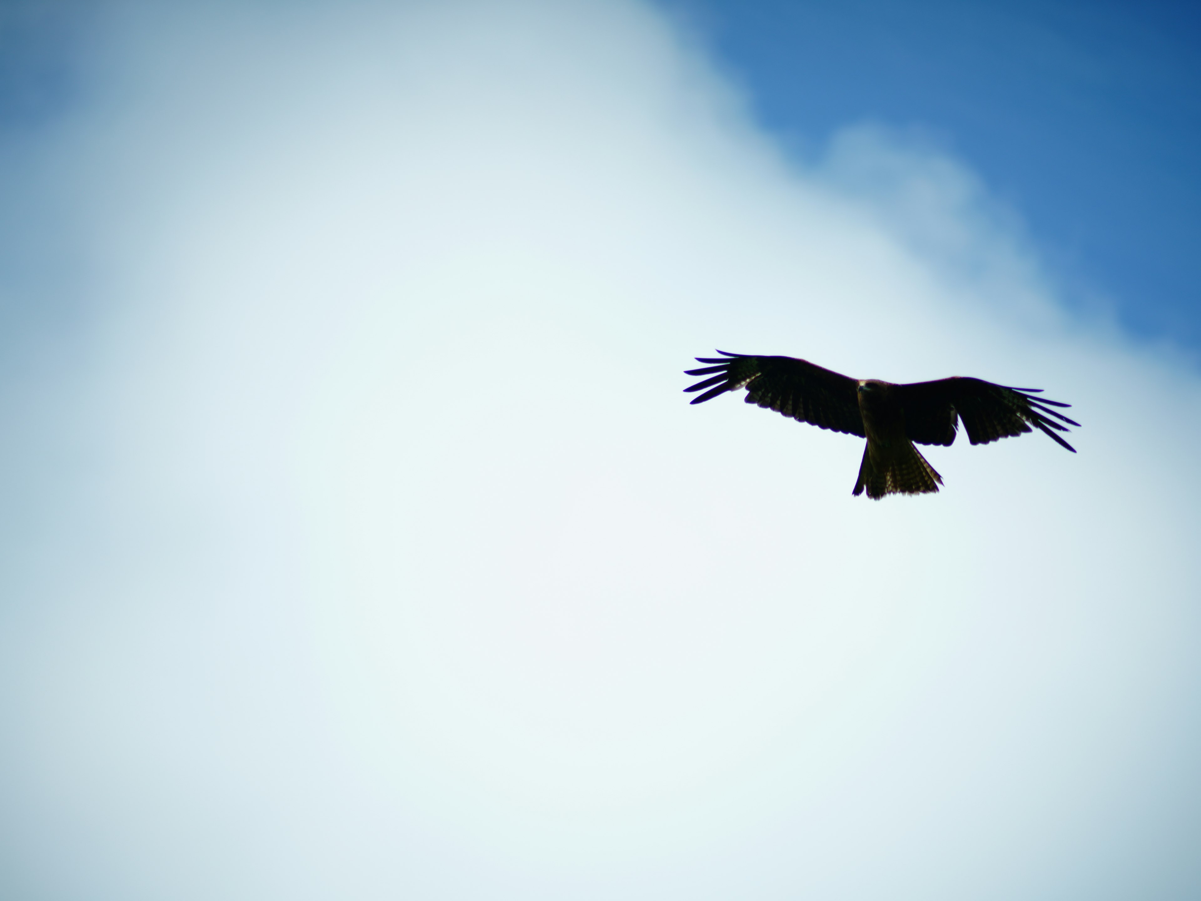 Silhouette di un falco che vola nel cielo blu