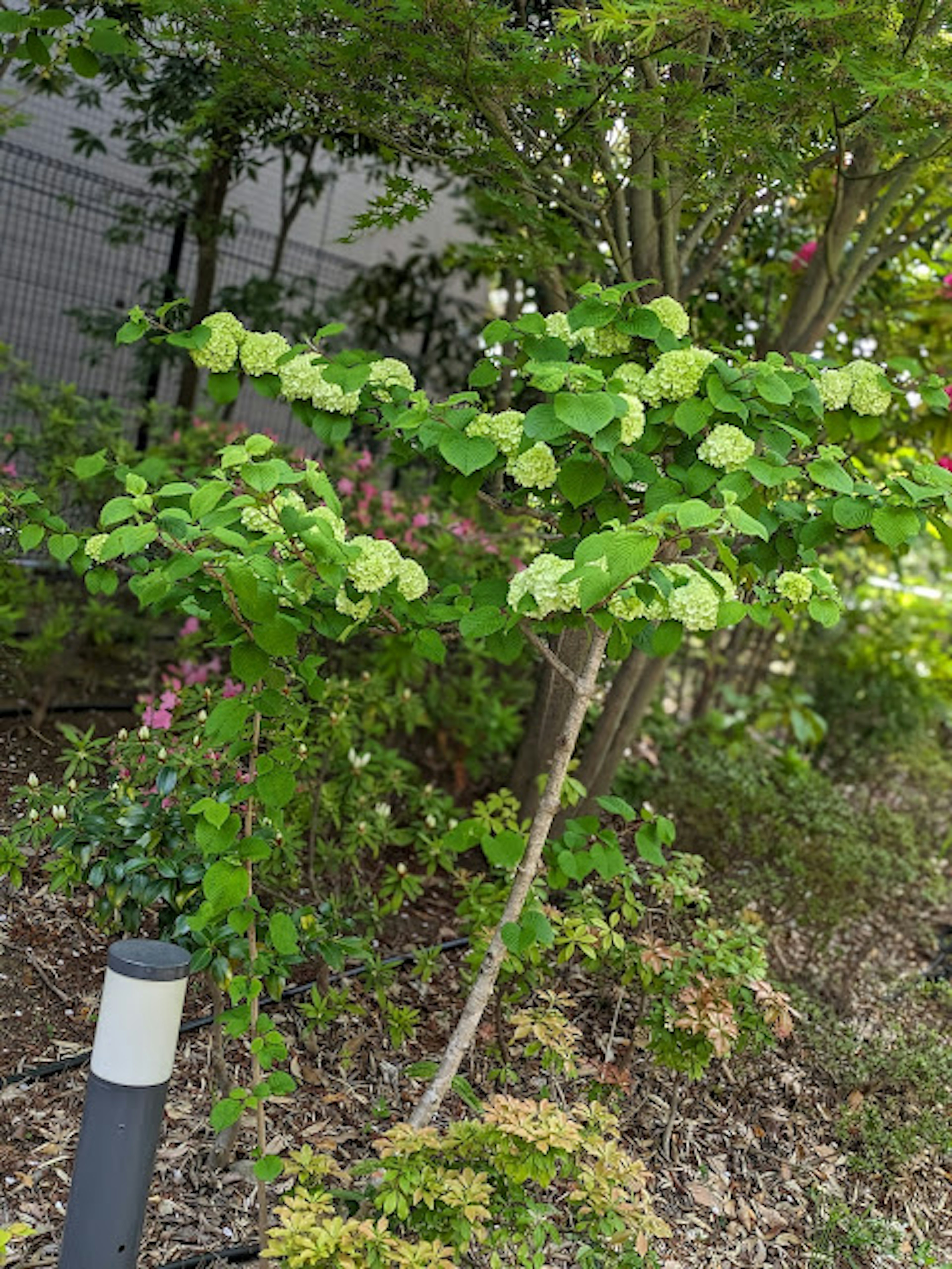 Small tree with green leaves surrounded by garden plants