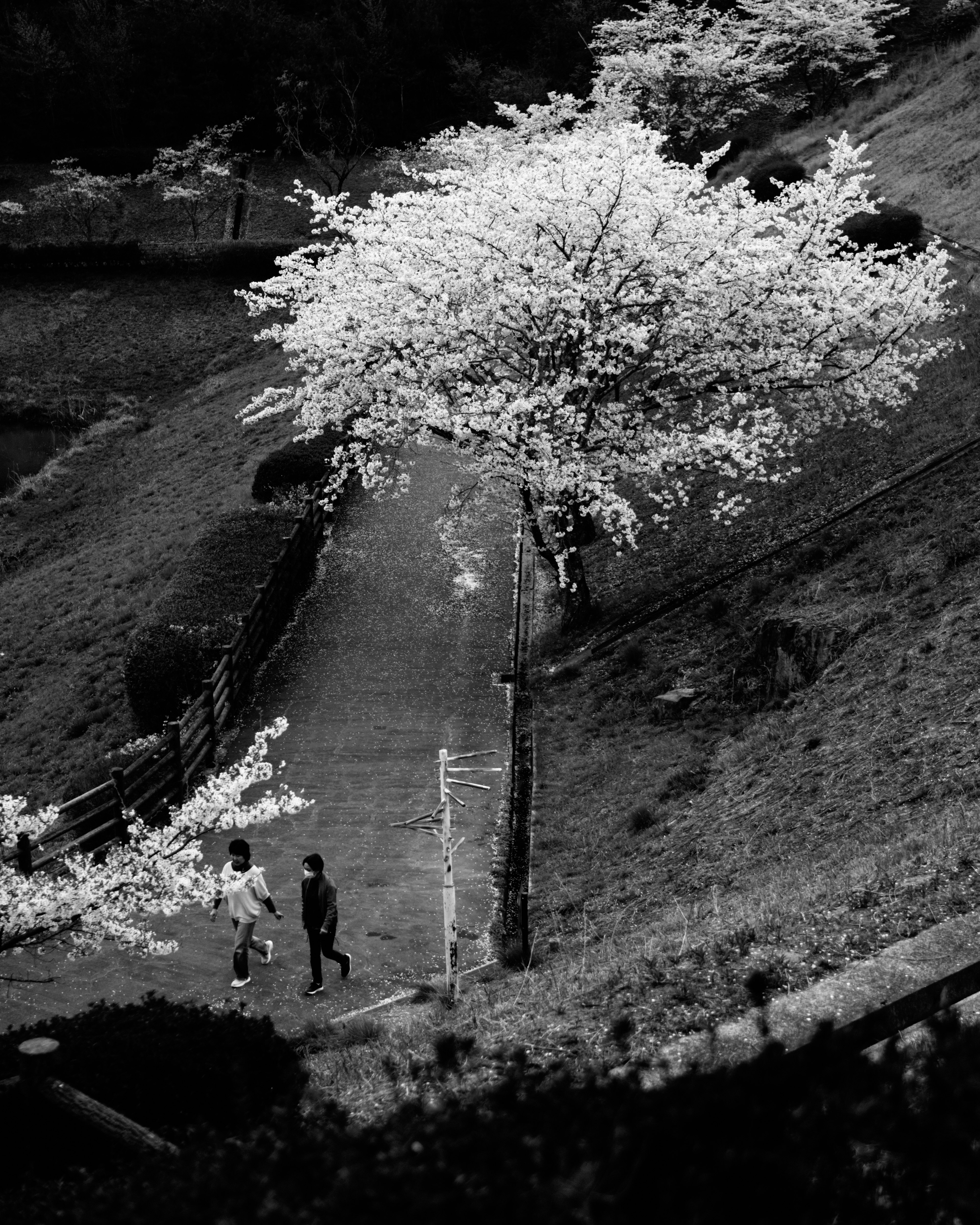 Paesaggio in bianco e nero con un albero in fiore e due persone che camminano