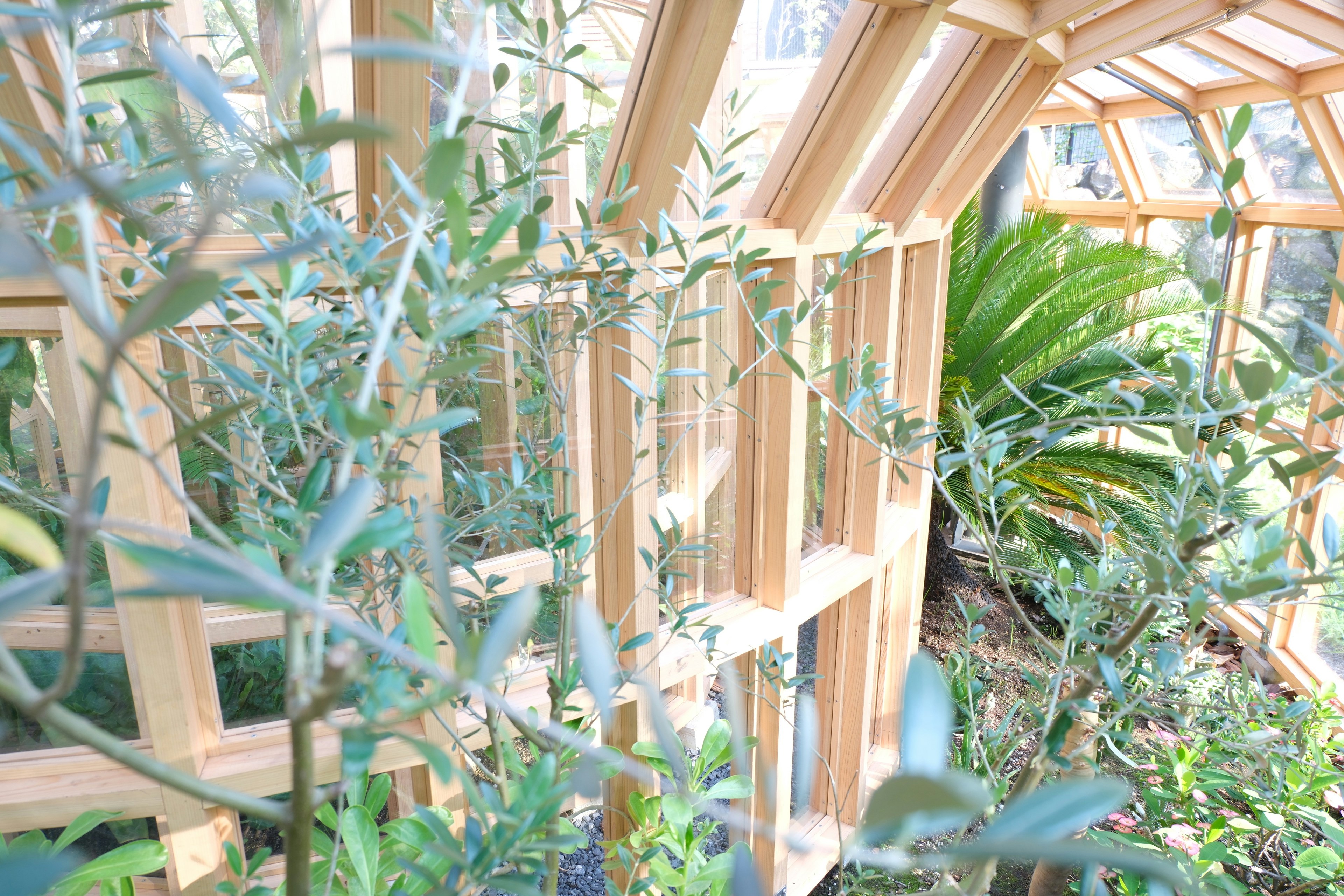 Greenhouse with lush plants surrounded by wooden frames