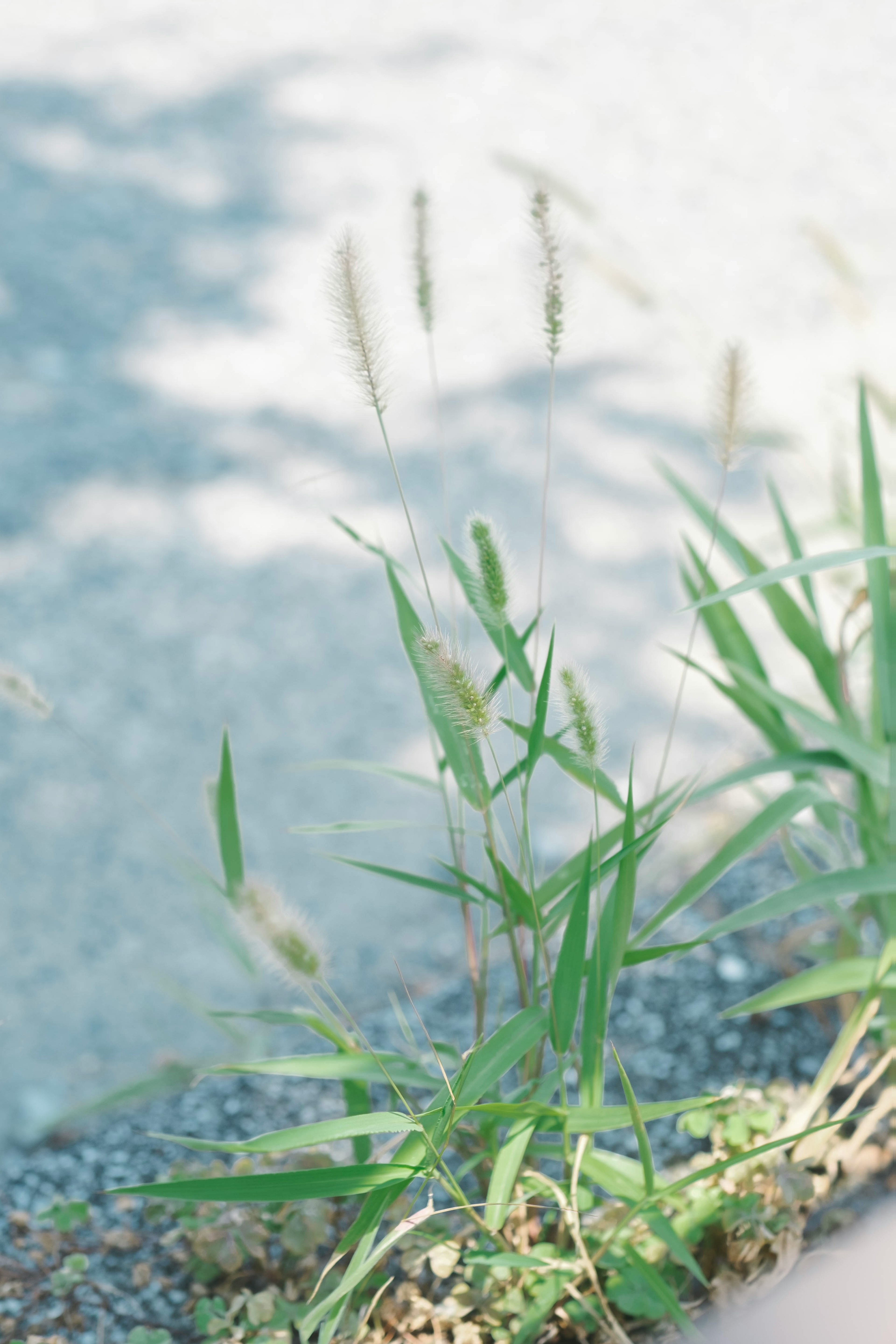 緑の草が舗装の端に生えている写真