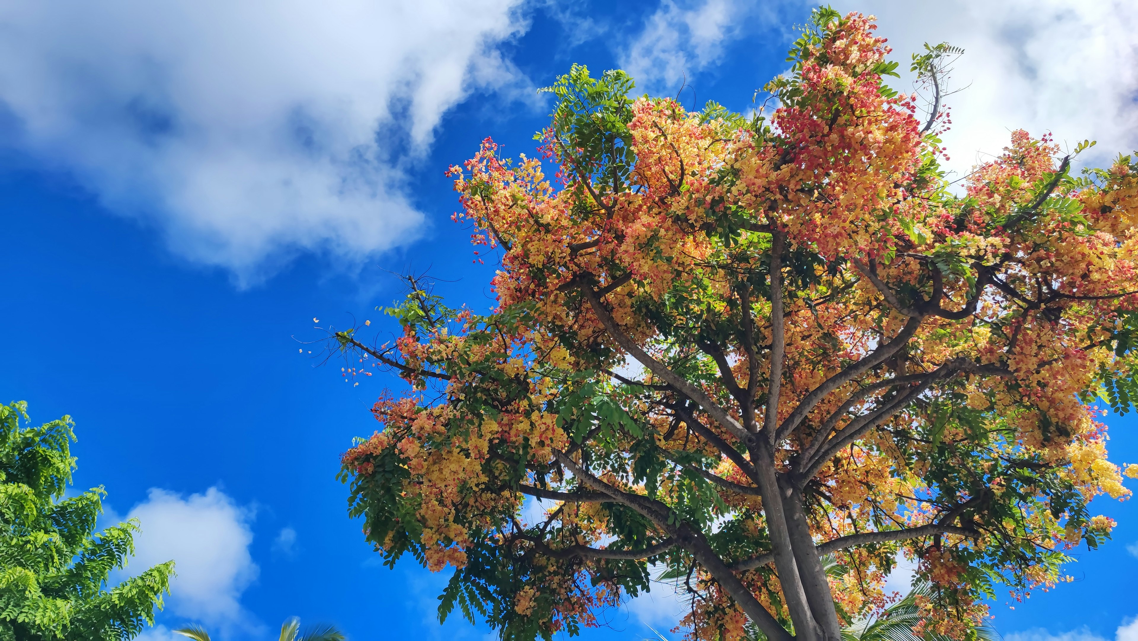 Un arbre vibrant avec un feuillage d'automne sous un ciel bleu et des nuages duveteux