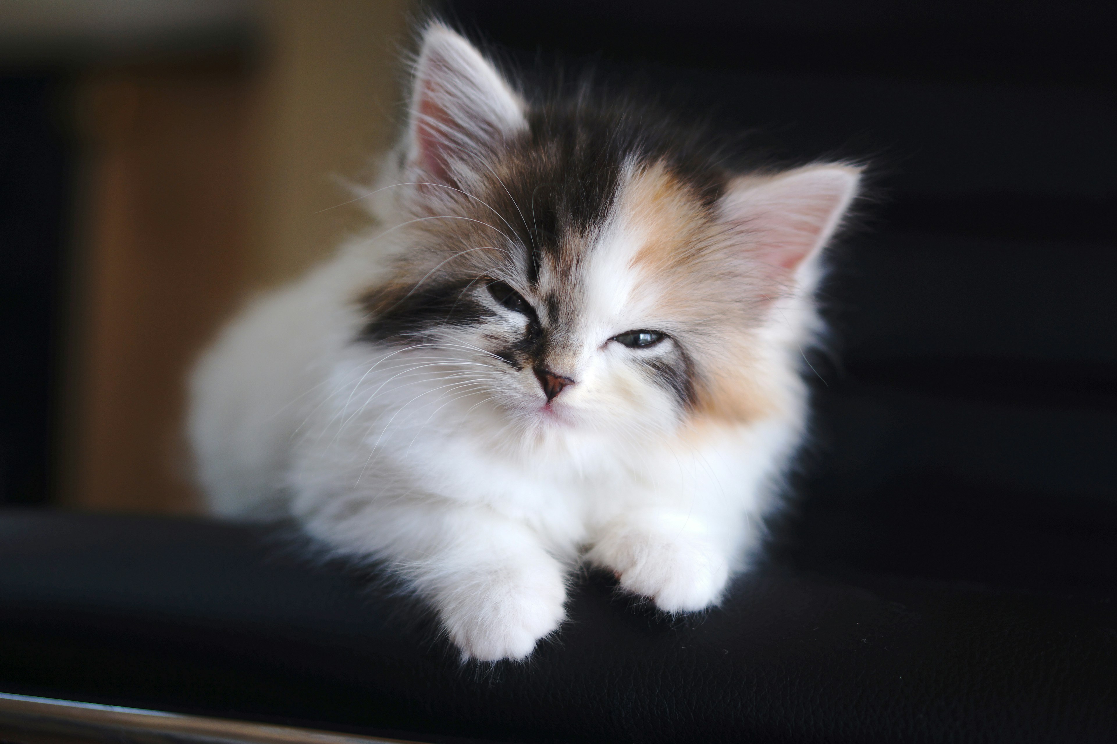 Mignon chaton calico se prélassant sur une surface noire