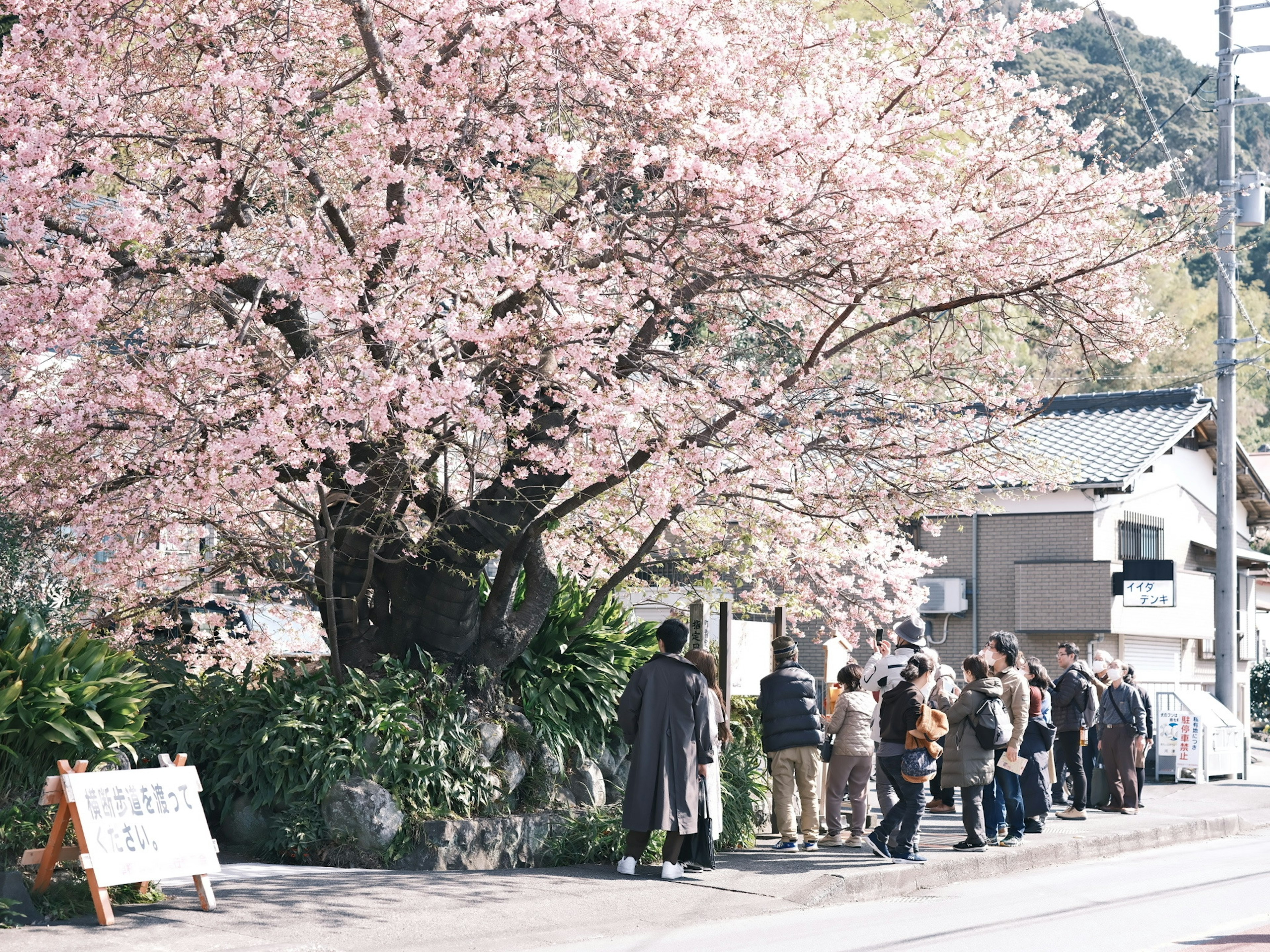 People lined up under a cherry blossom tree with surrounding buildings