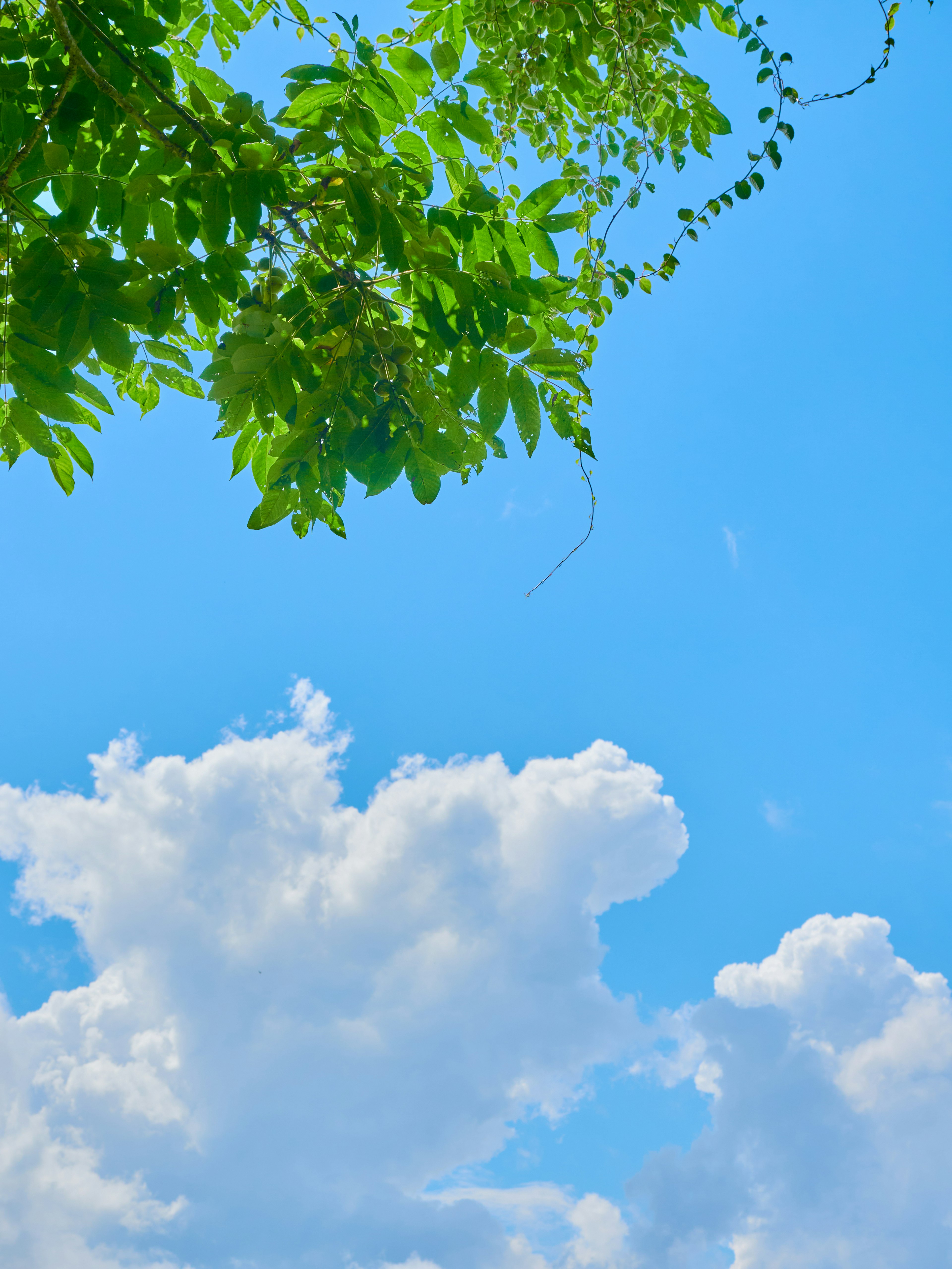 A view of green leaves against a bright blue sky and white clouds