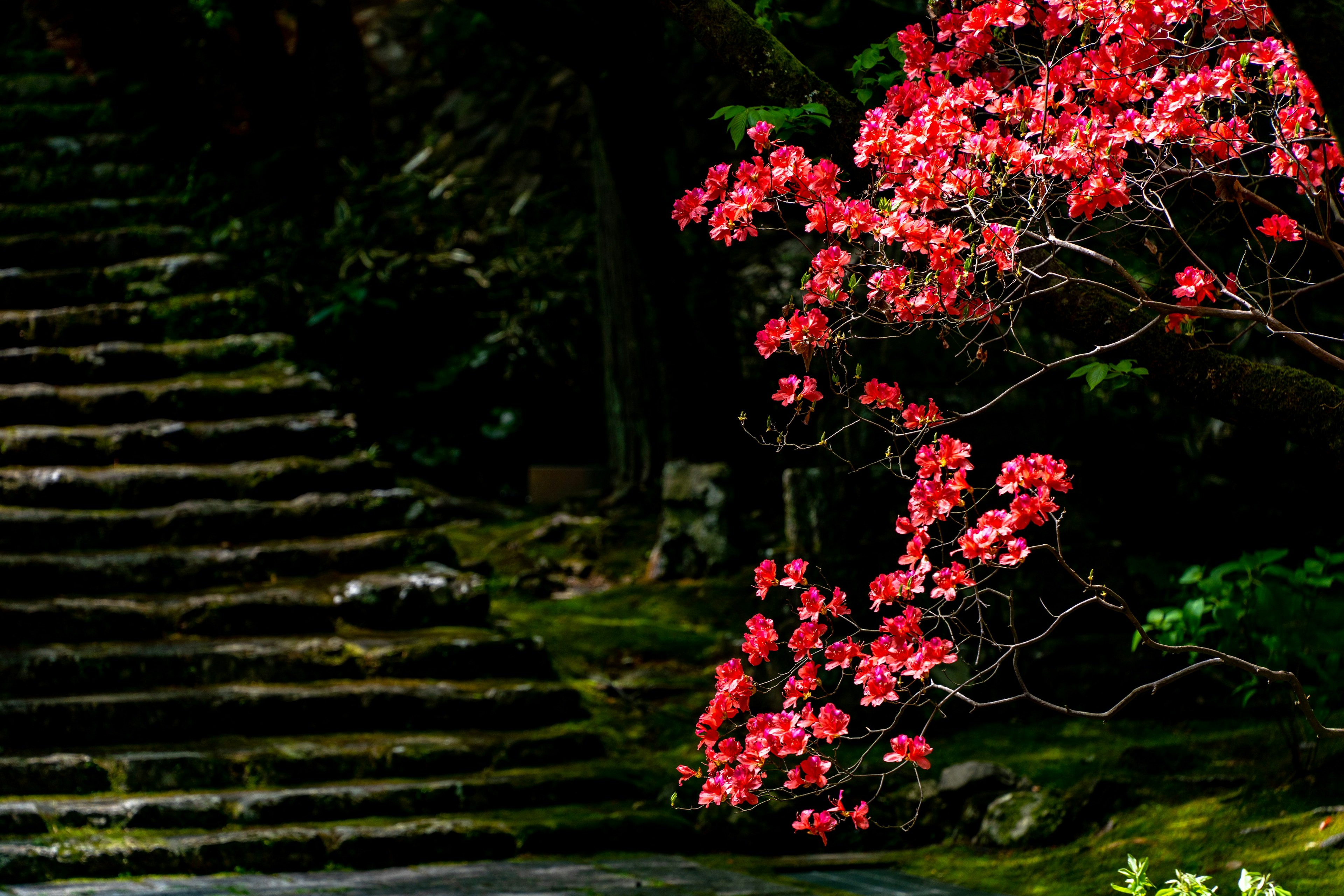 Steinige Treppe neben einem blühenden roten Baum in einer üppig grünen Umgebung