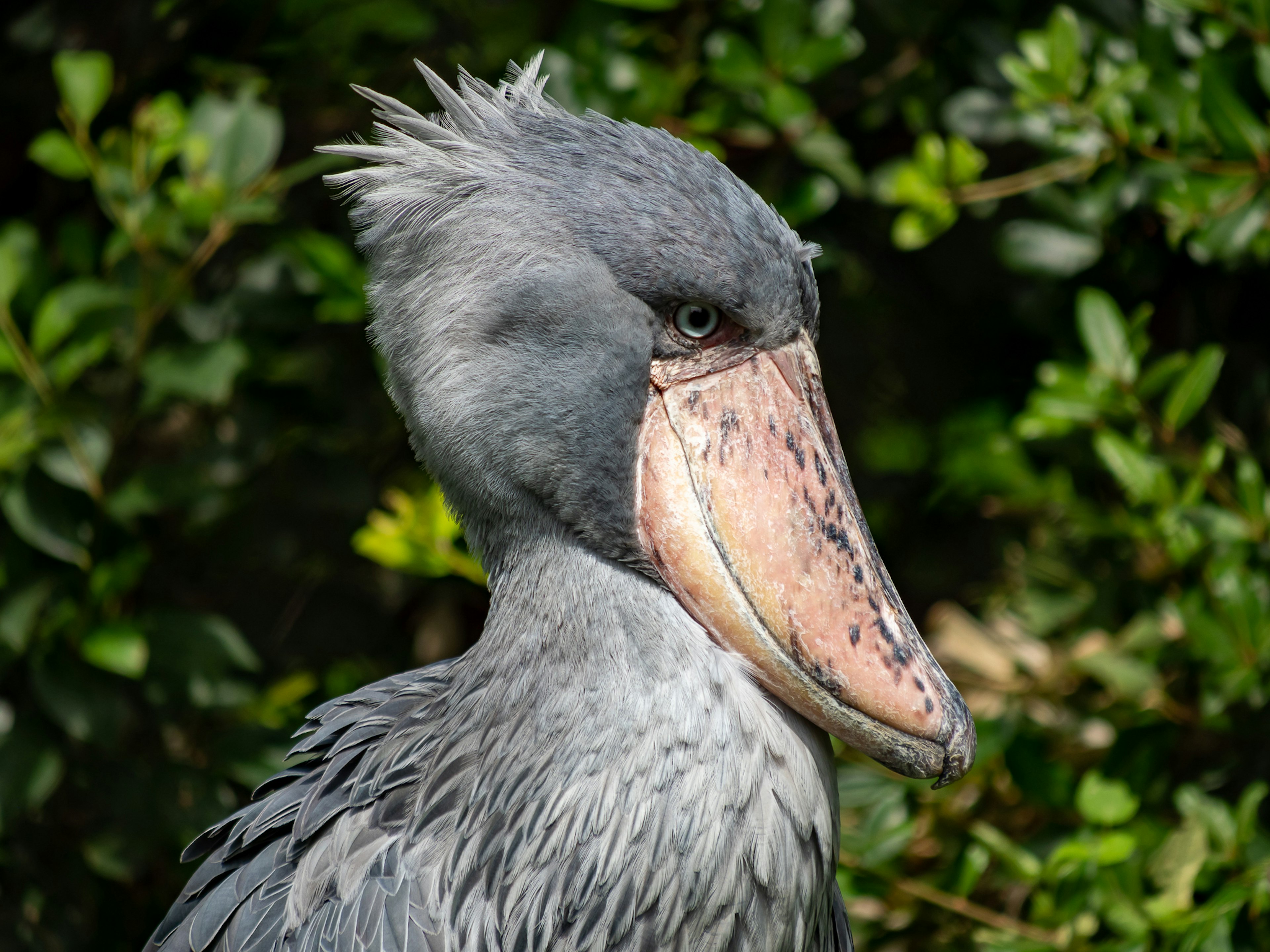 Profil burung shoebill dengan paruh unik dan bulu abu-abu di latar belakang hijau