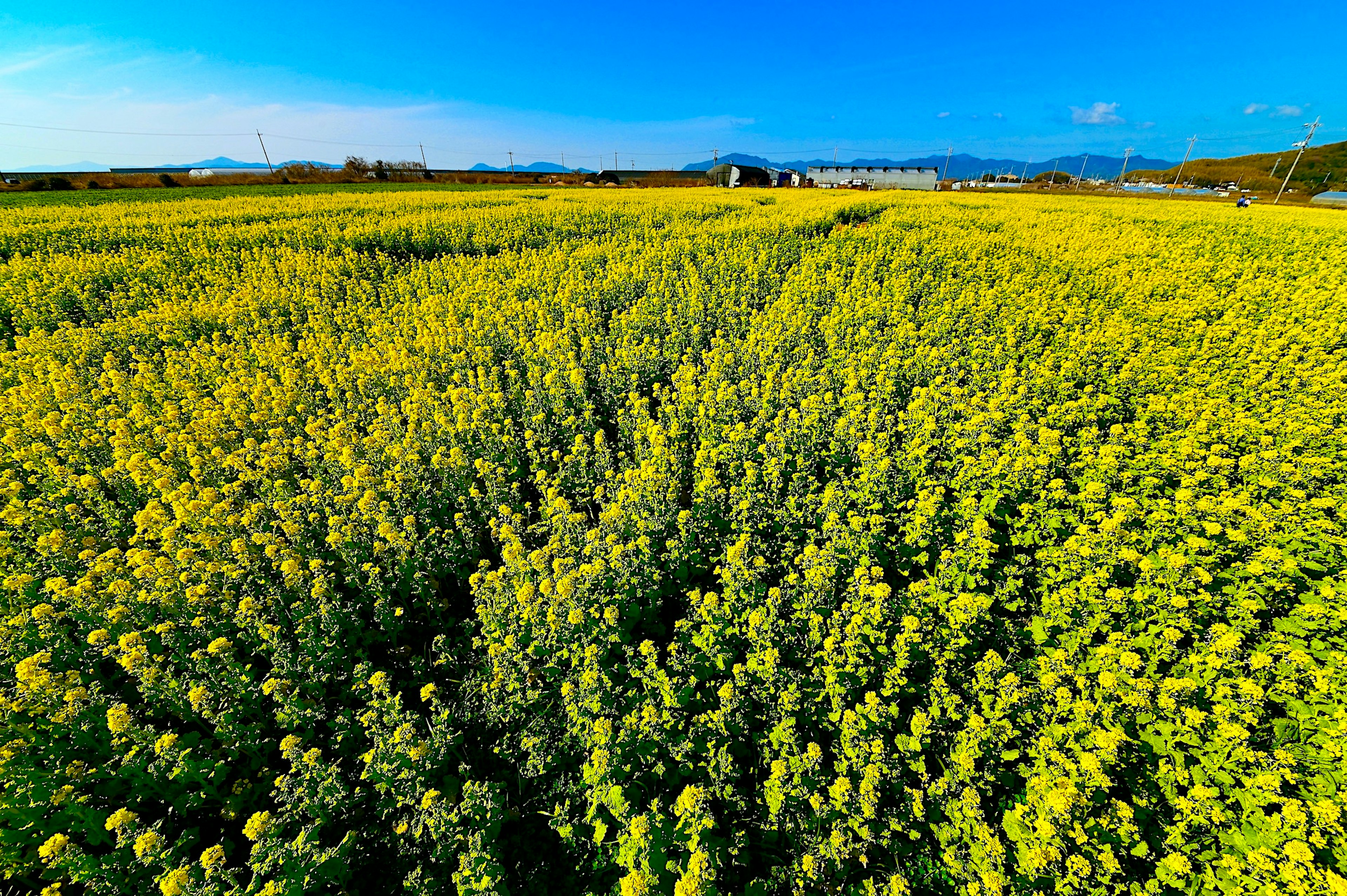 Lebendige gelbe Blumenfelder unter einem klaren blauen Himmel