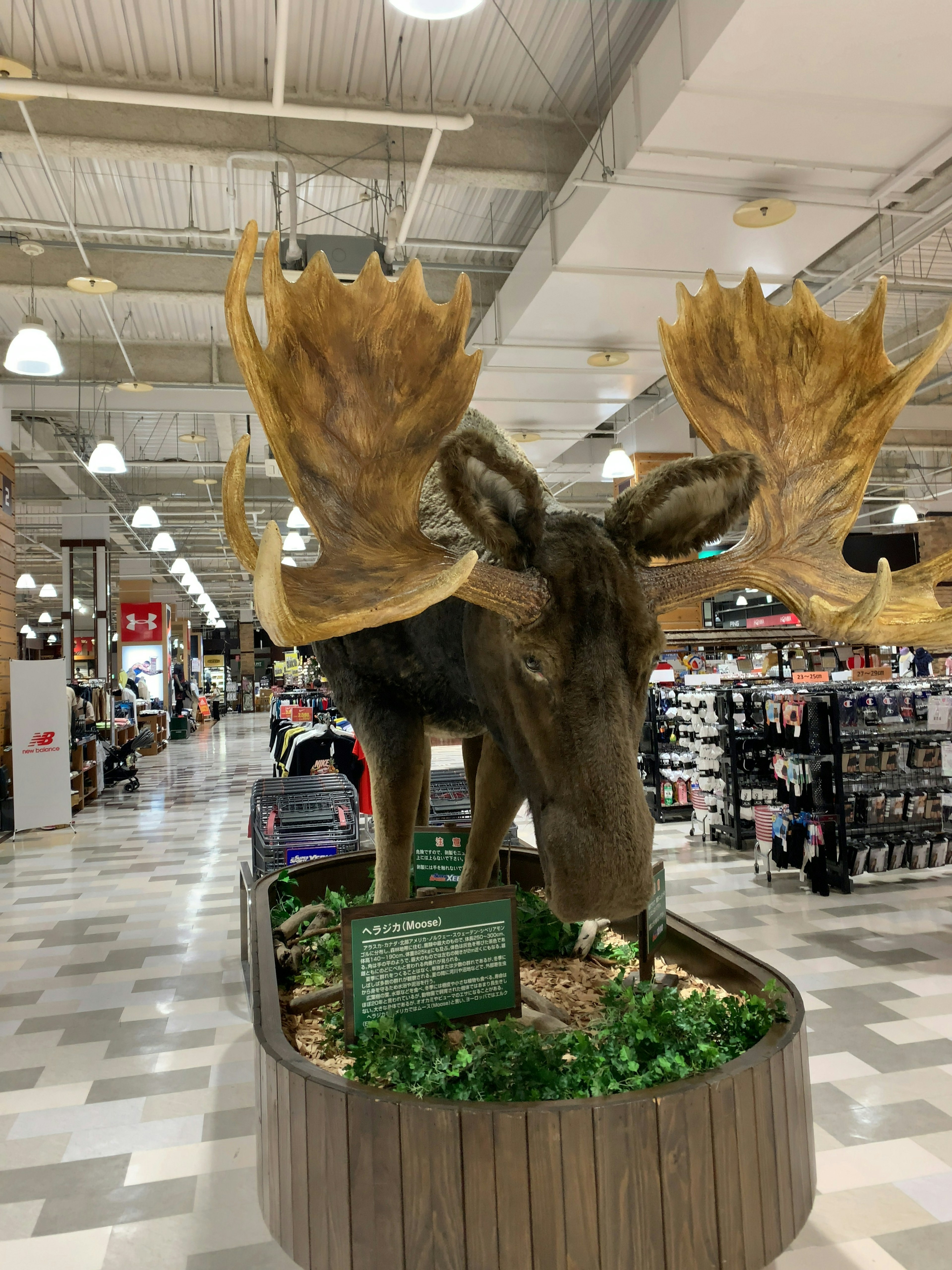 Une grande tête d'élan exposée dans l'intérieur d'un magasin