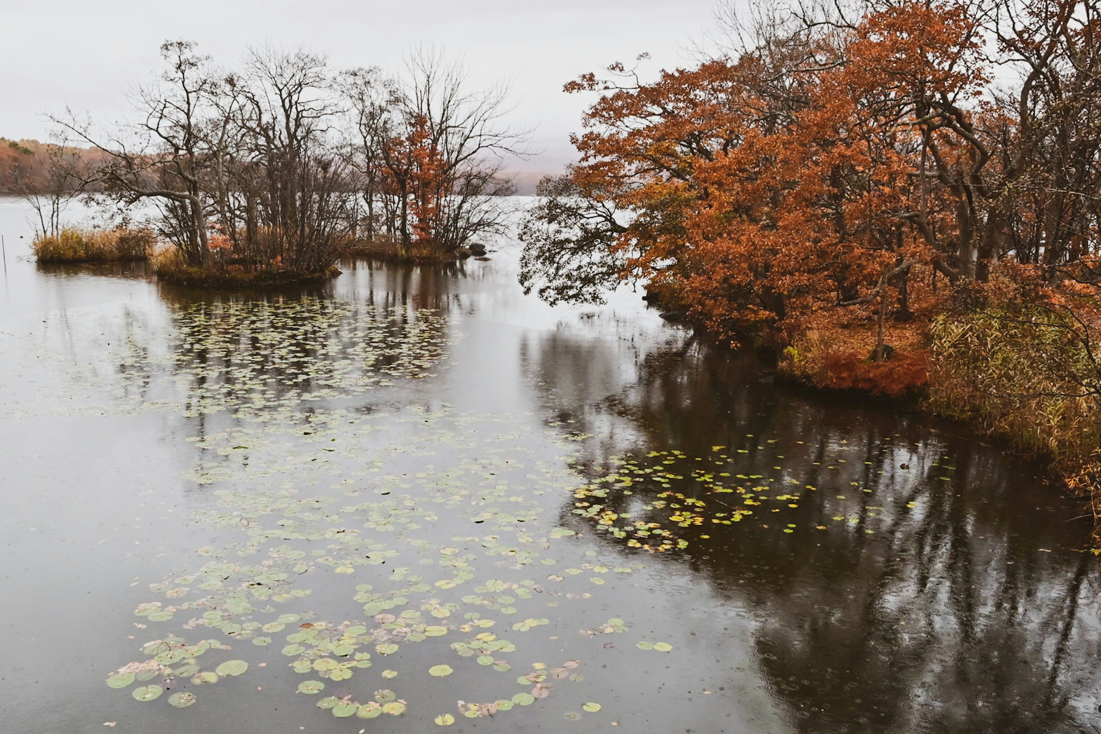 静かな湖に浮かぶ水草と秋の木々の景色