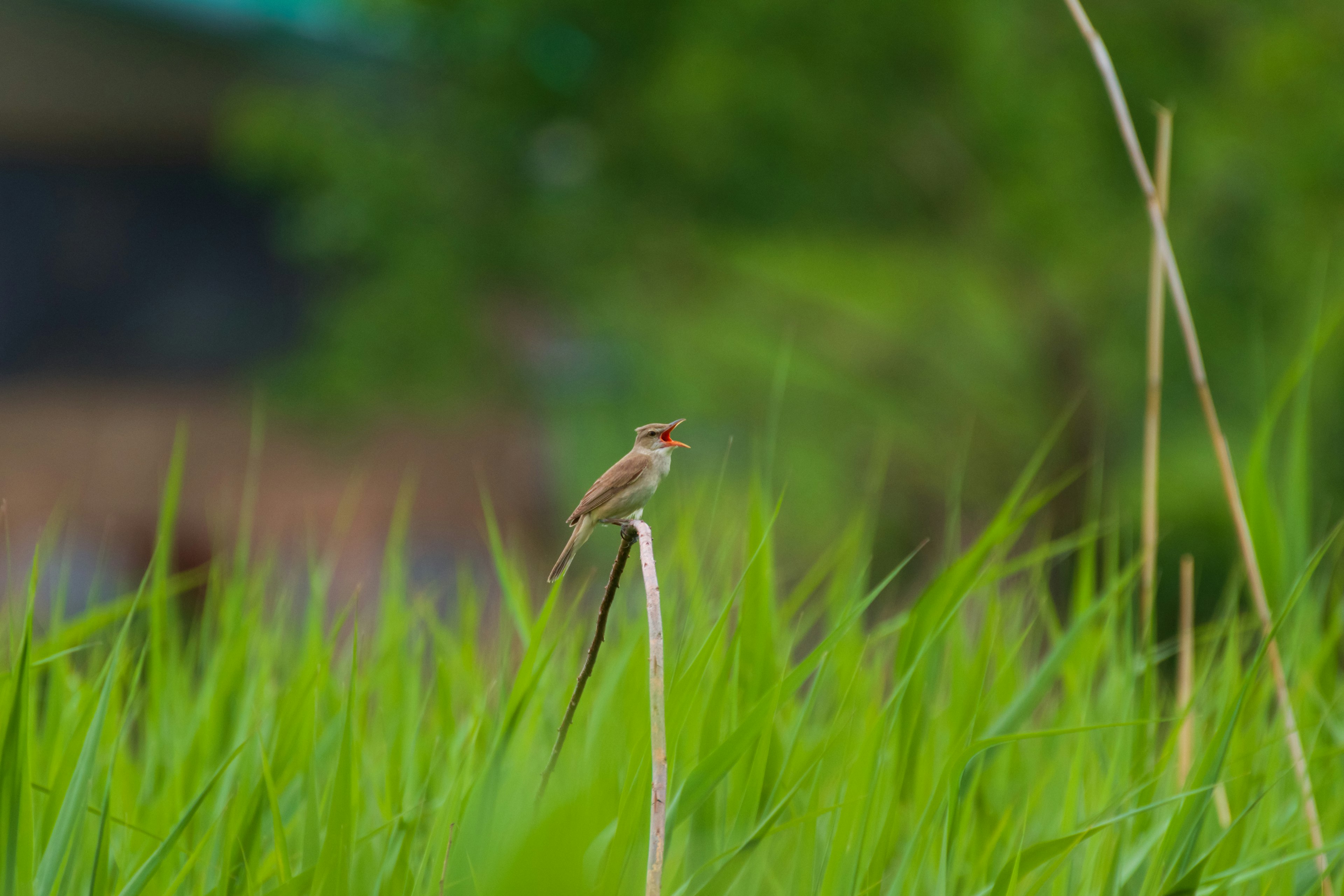 Un petit oiseau perché sur une tige au milieu de l'herbe verte