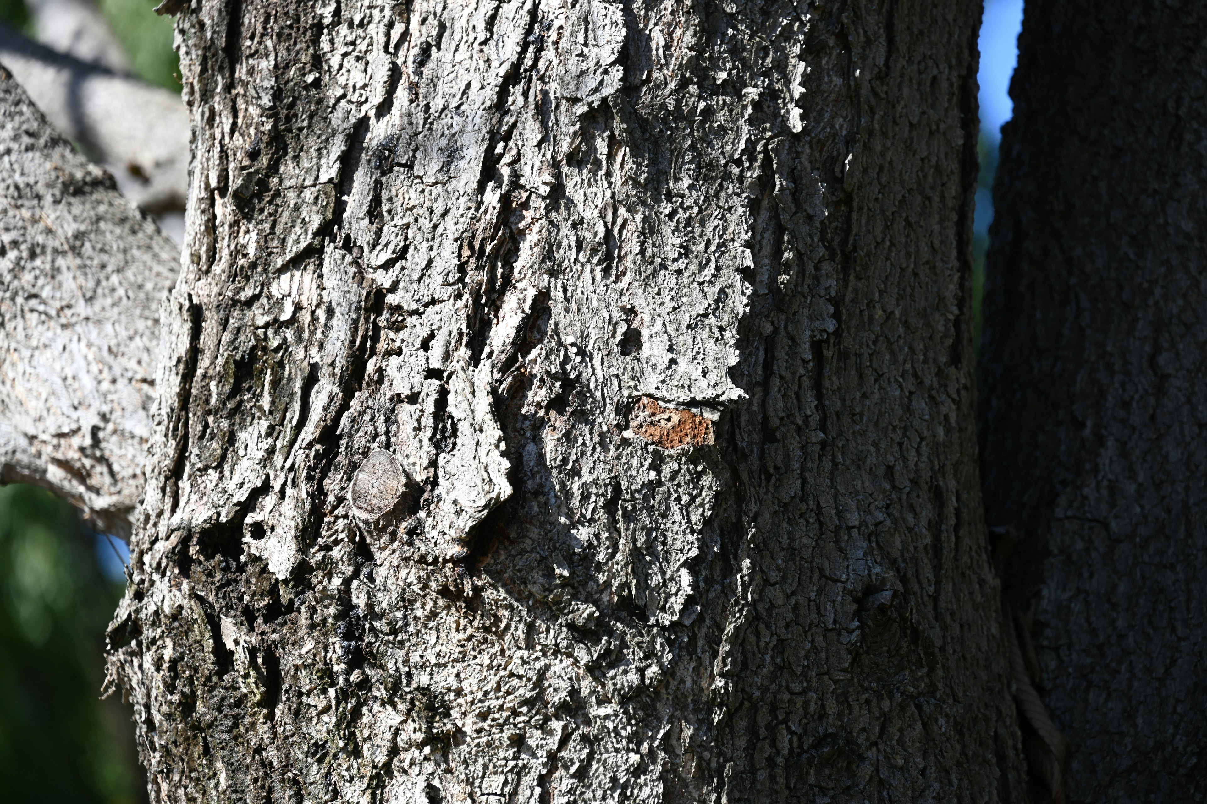 Close-up of a tree trunk with rough bark and a camouflaged insect