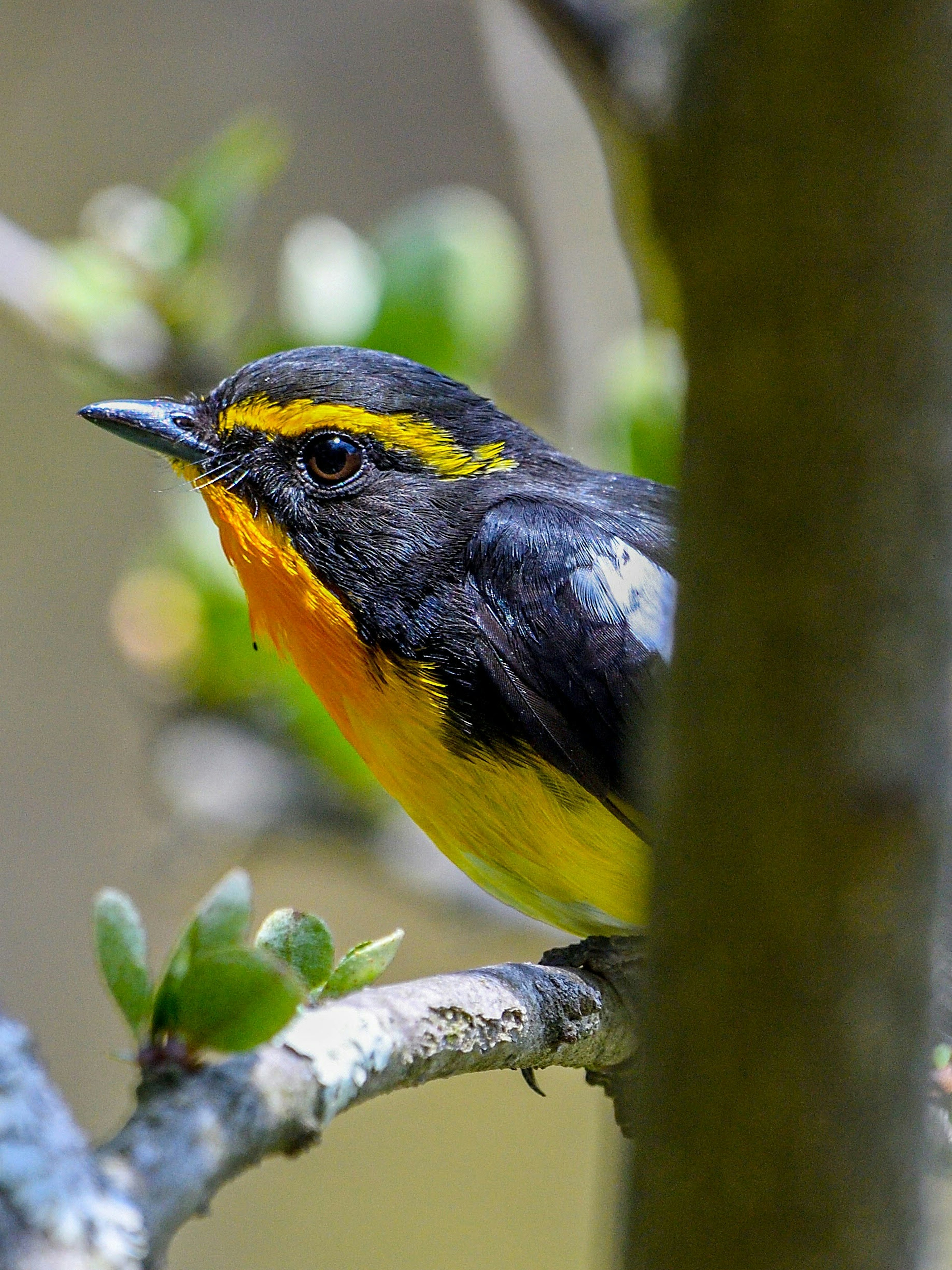 Nahaufnahme eines Vogels mit gelbem Bauch auf einem Ast