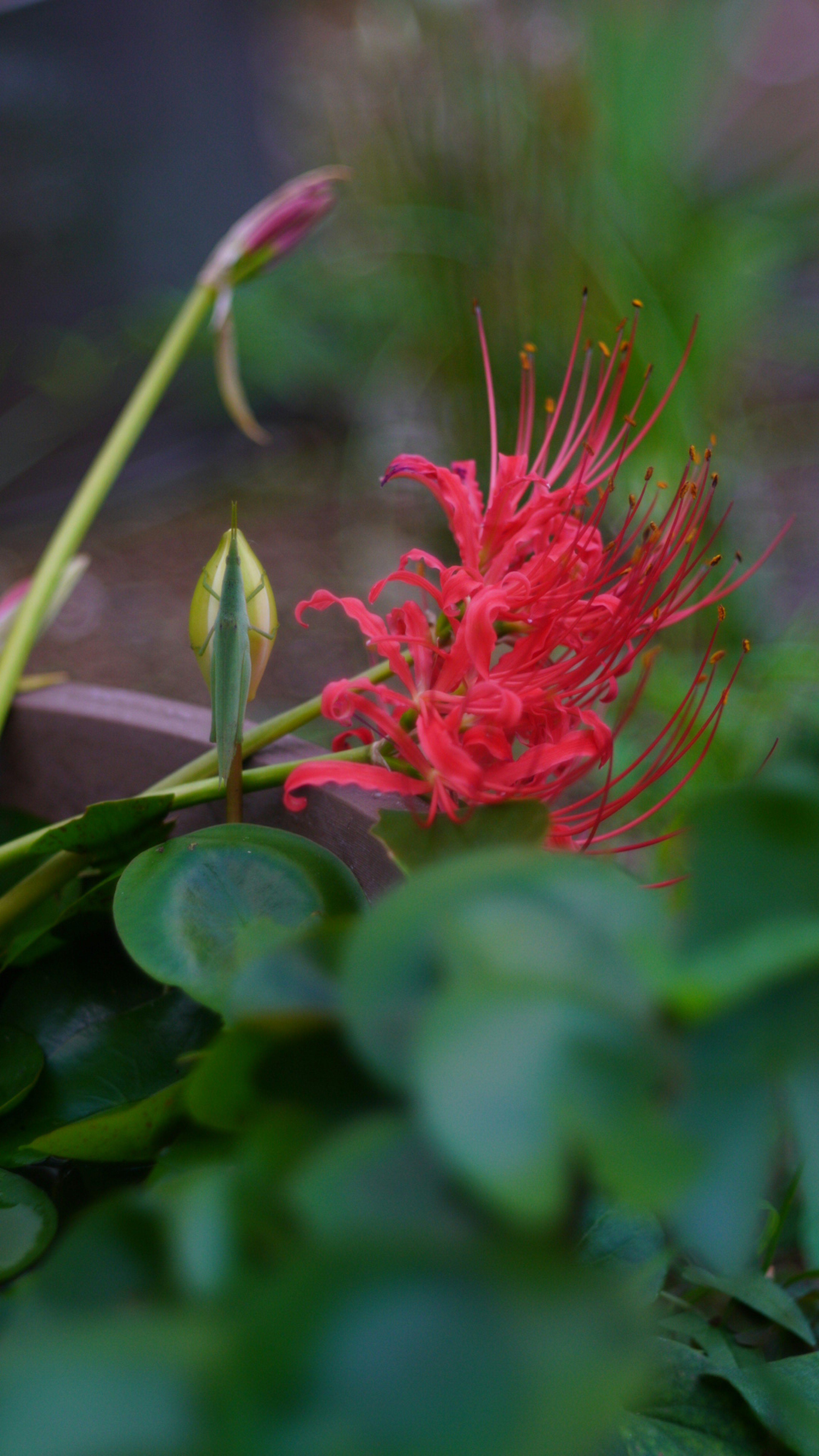 Flor roja vibrante con hojas verdes de fondo