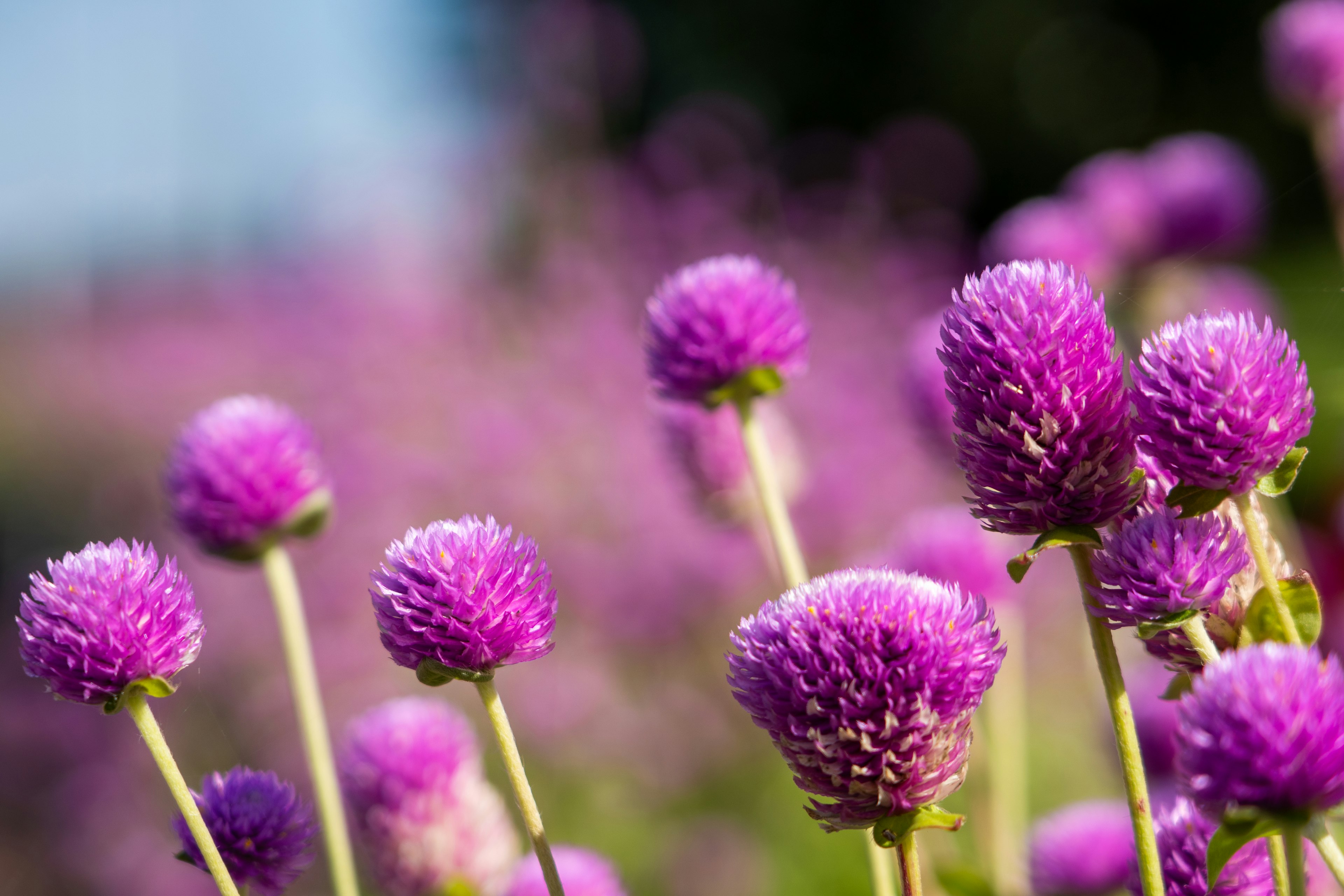 Un paisaje lleno de flores moradas vibrantes con flores esféricas en primer plano