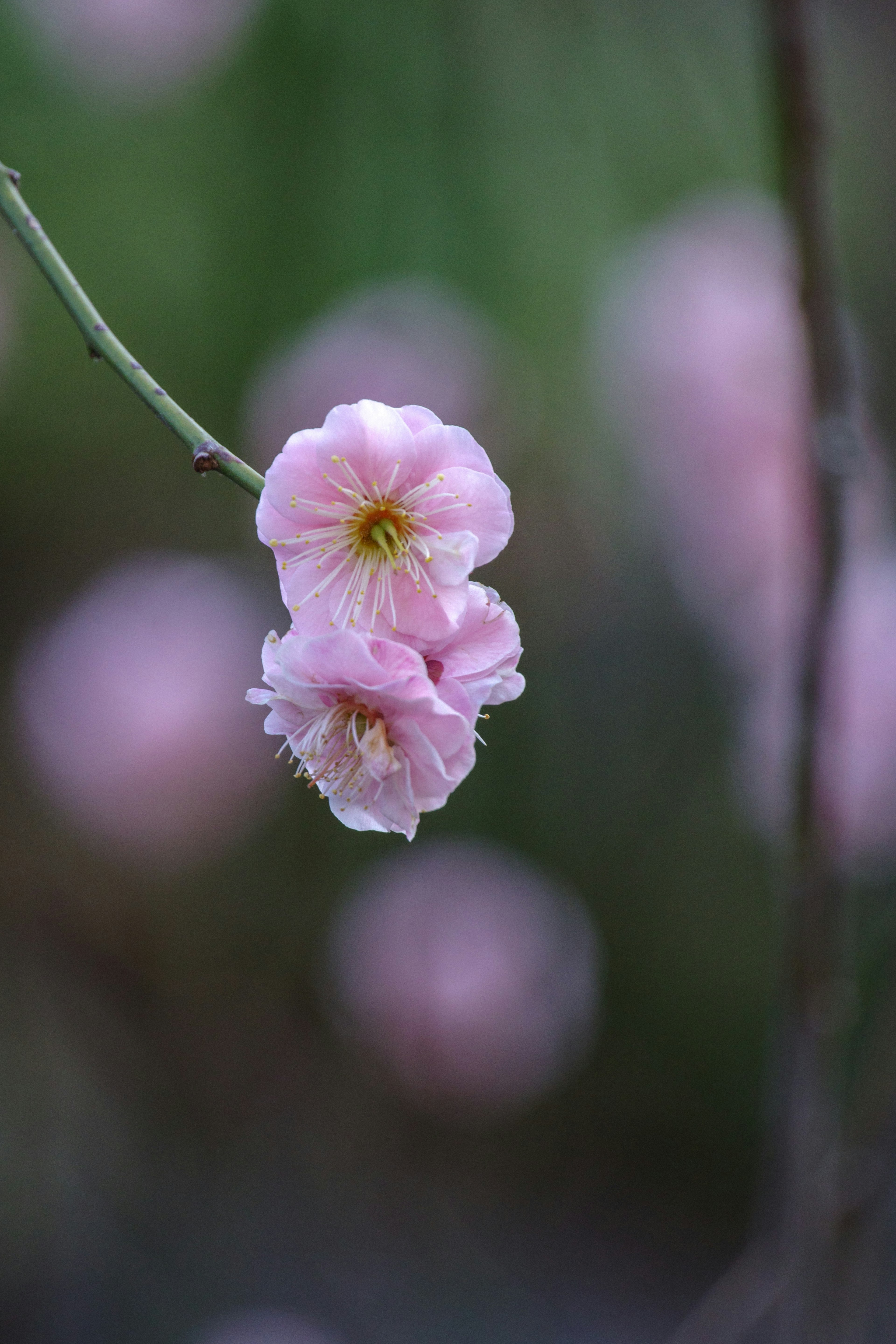 Bild von zarten rosa Blumen, die an einem schlanken Zweig blühen