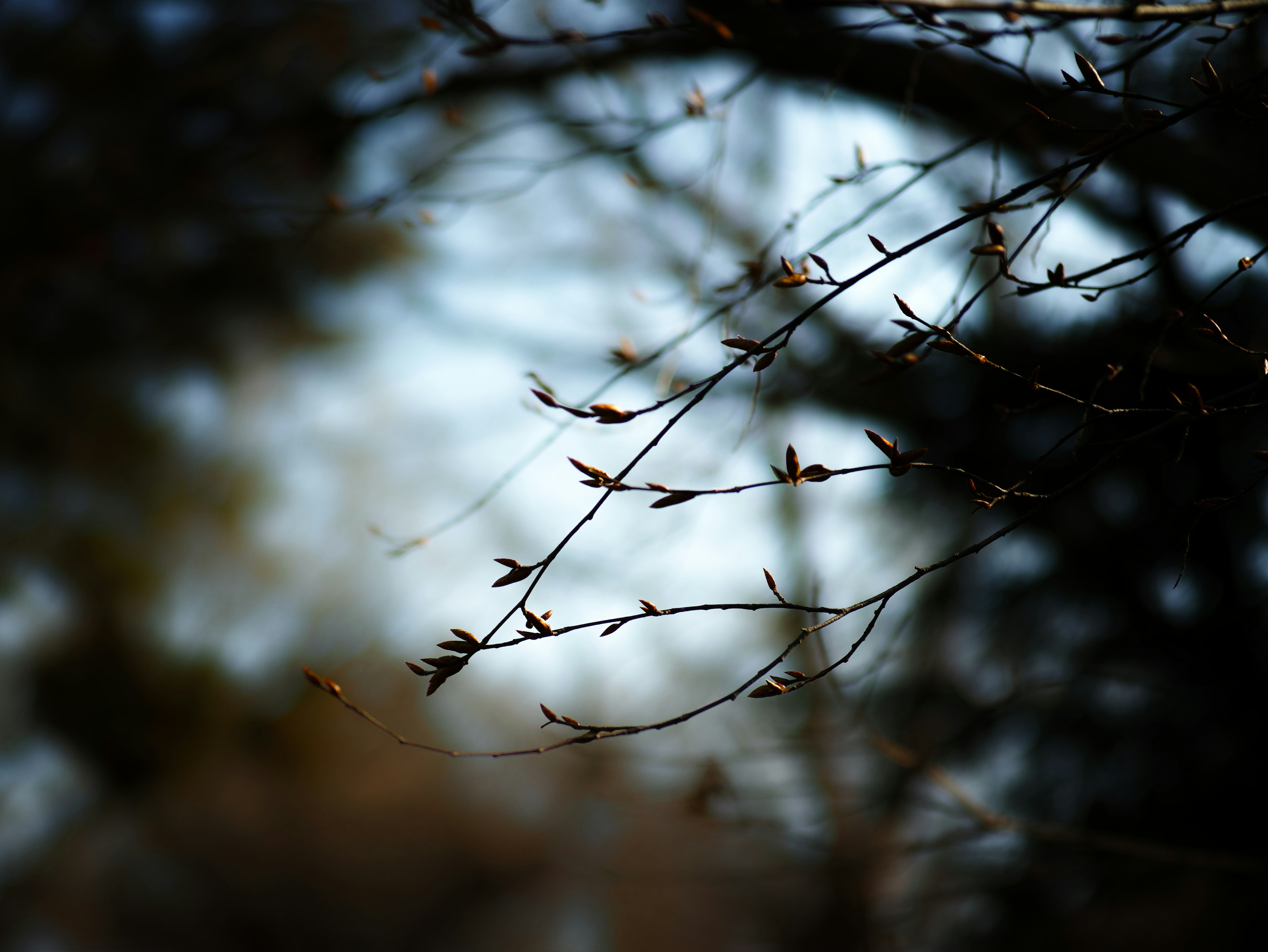 Delicate branches with budding leaves against a blurred background