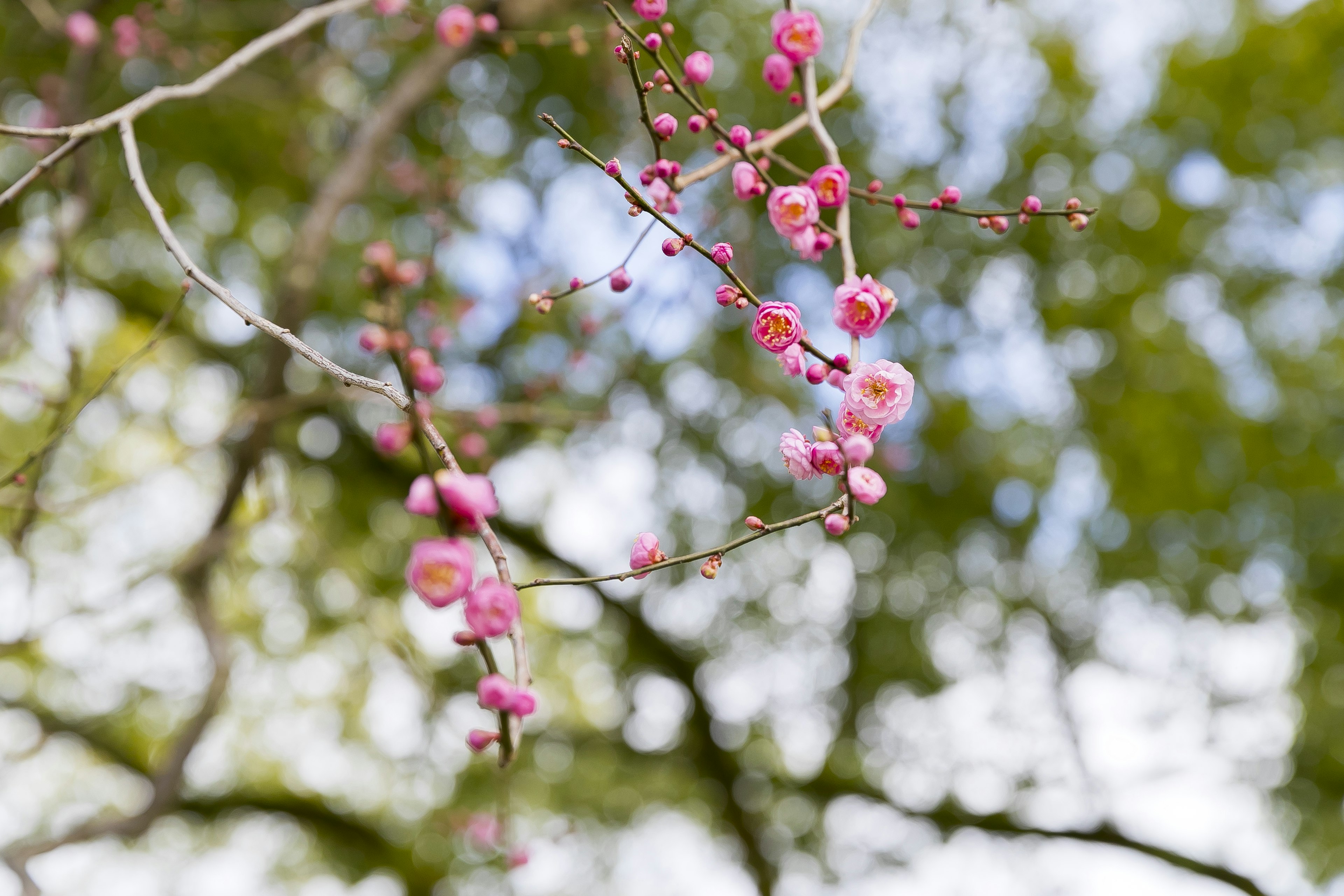 Primo piano di fiori di primavera con fiori rosa su uno sfondo verde