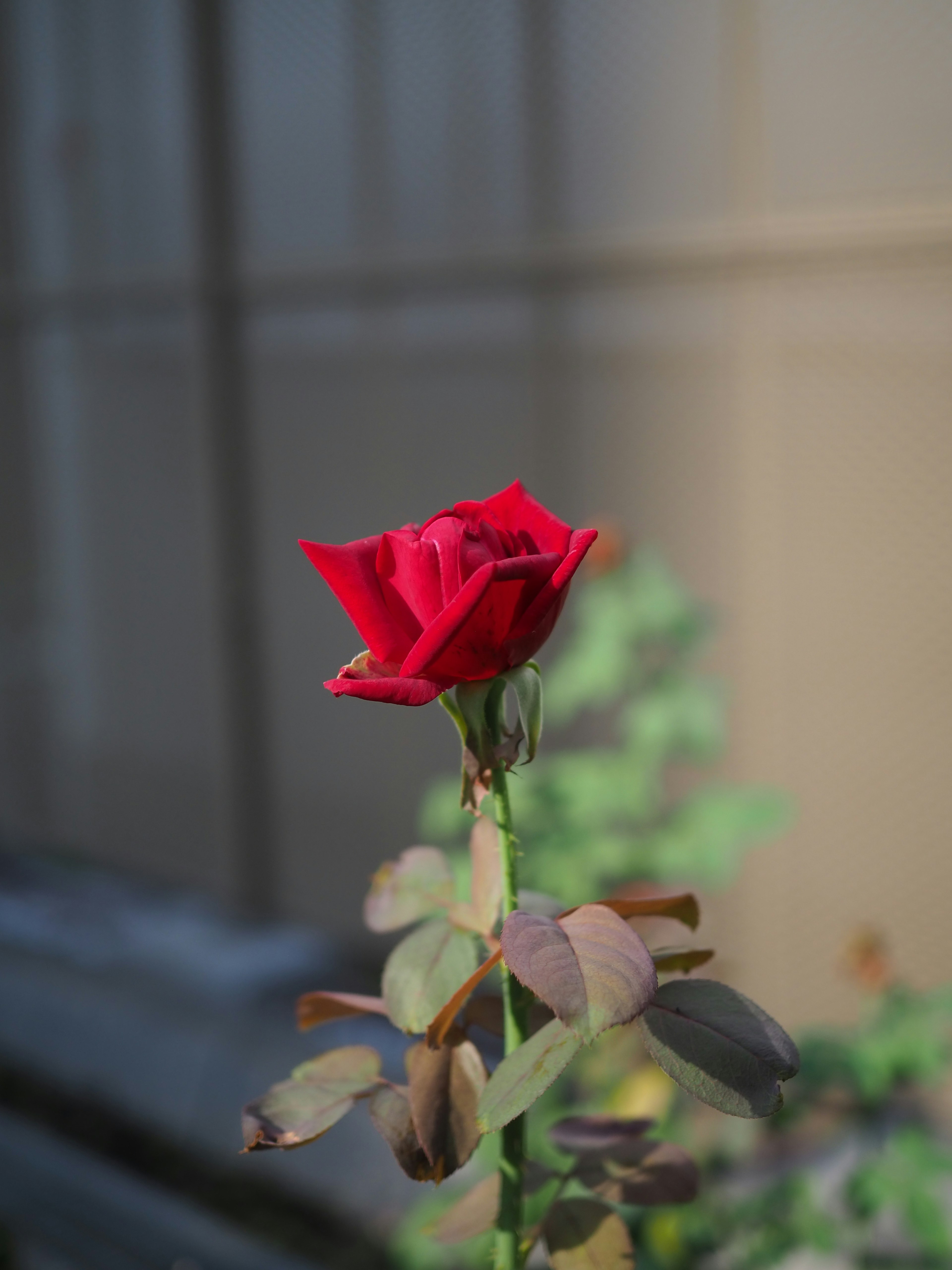 A red rose stands against a softly lit background