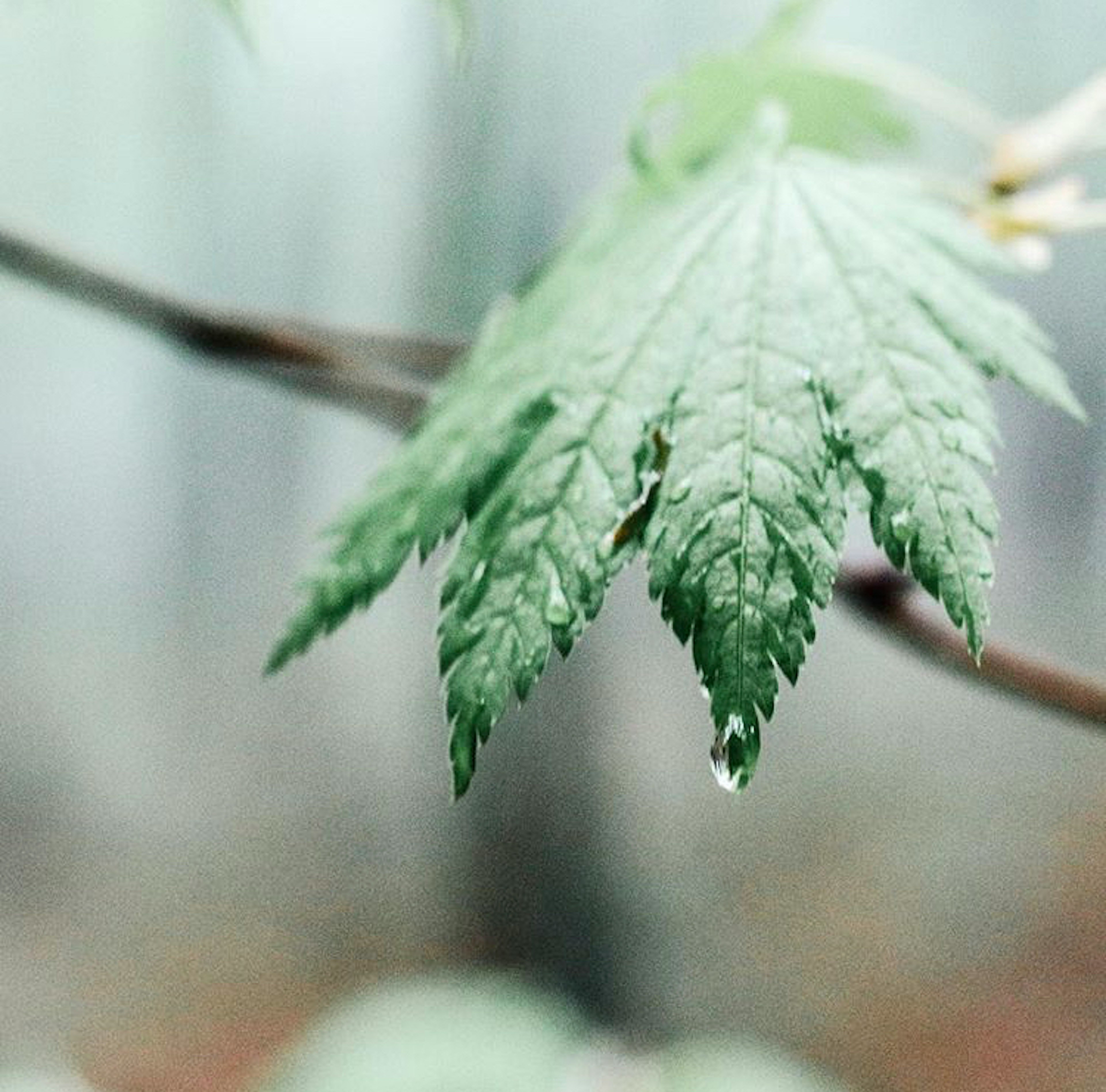 葉の上に水滴がある緑の葉