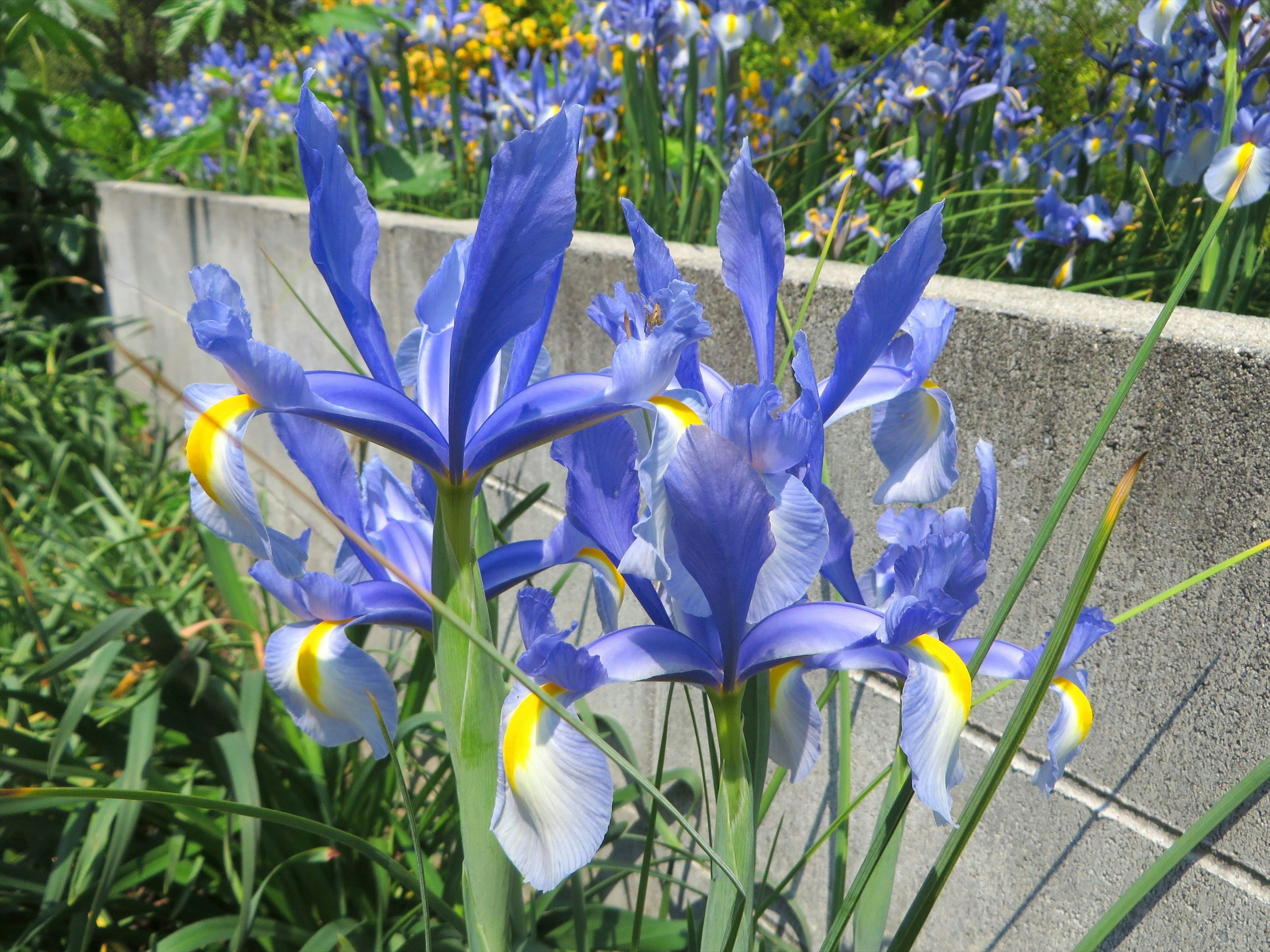 Pemandangan taman dengan bunga iris biru mekar dengan aksen kuning