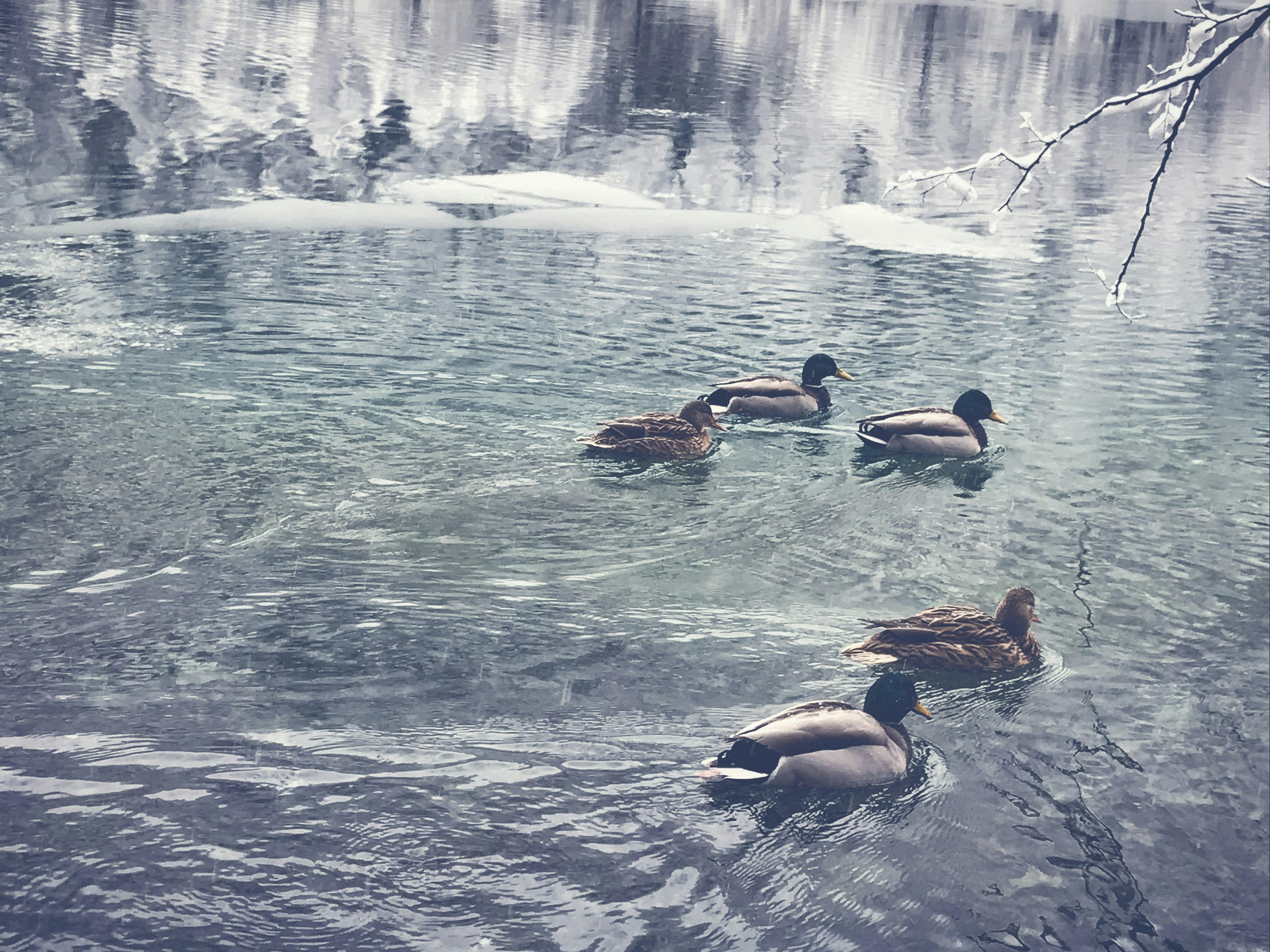 Patos nadando en una superficie de agua tranquila