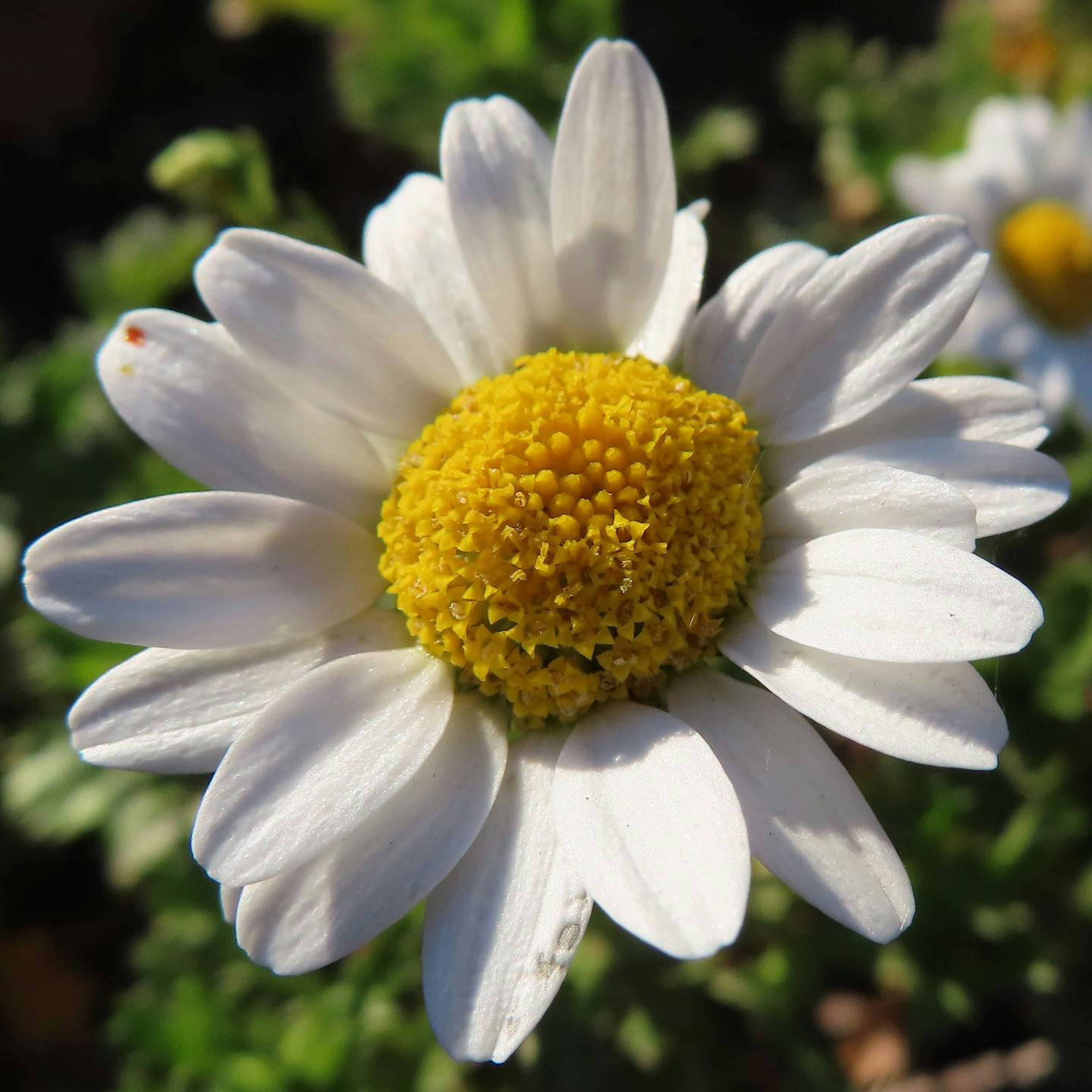 Close-up of a white flower with a yellow center