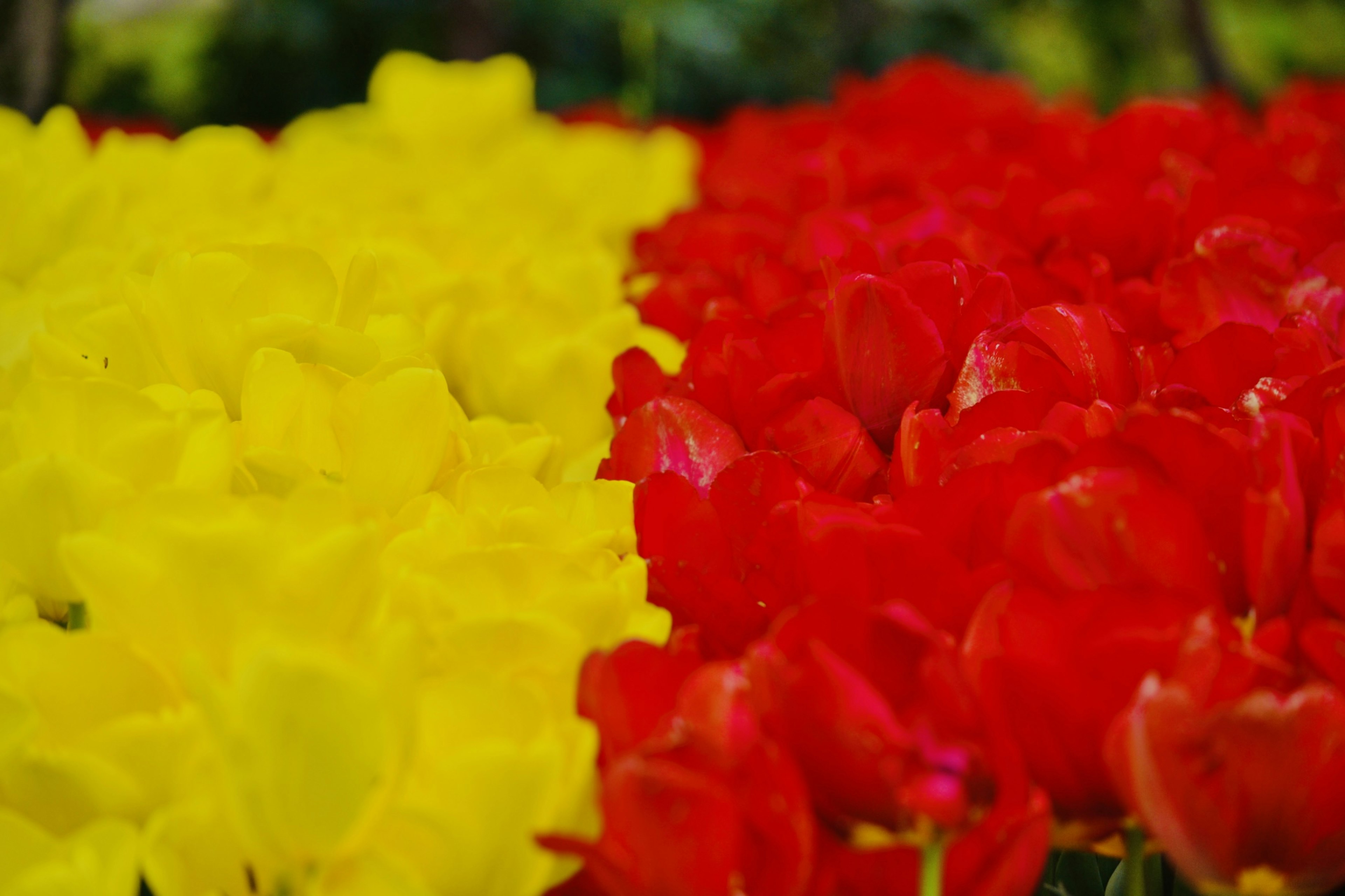 Campo de tulipanes amarillos y rojos