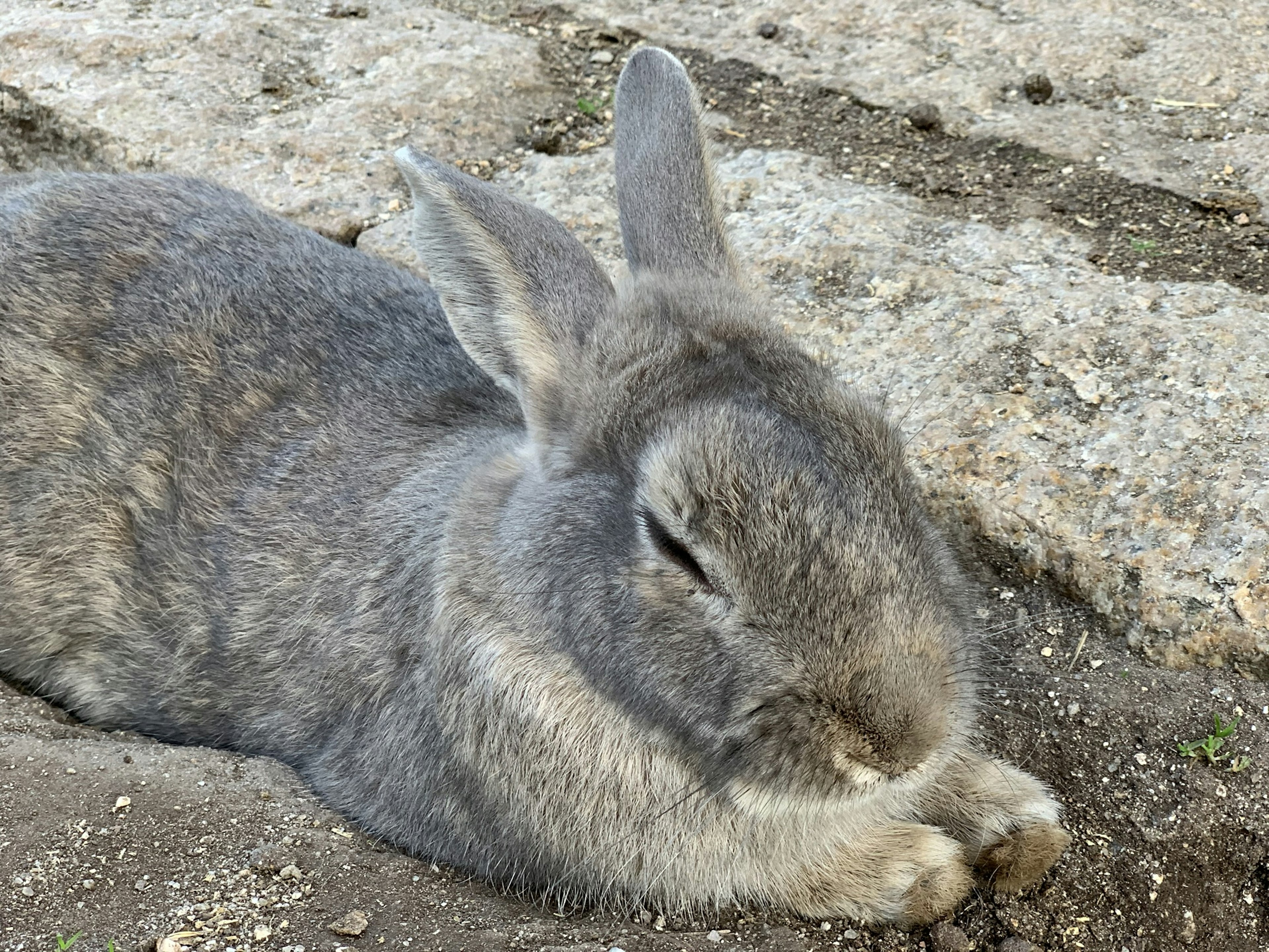 灰色のウサギが地面でリラックスしている