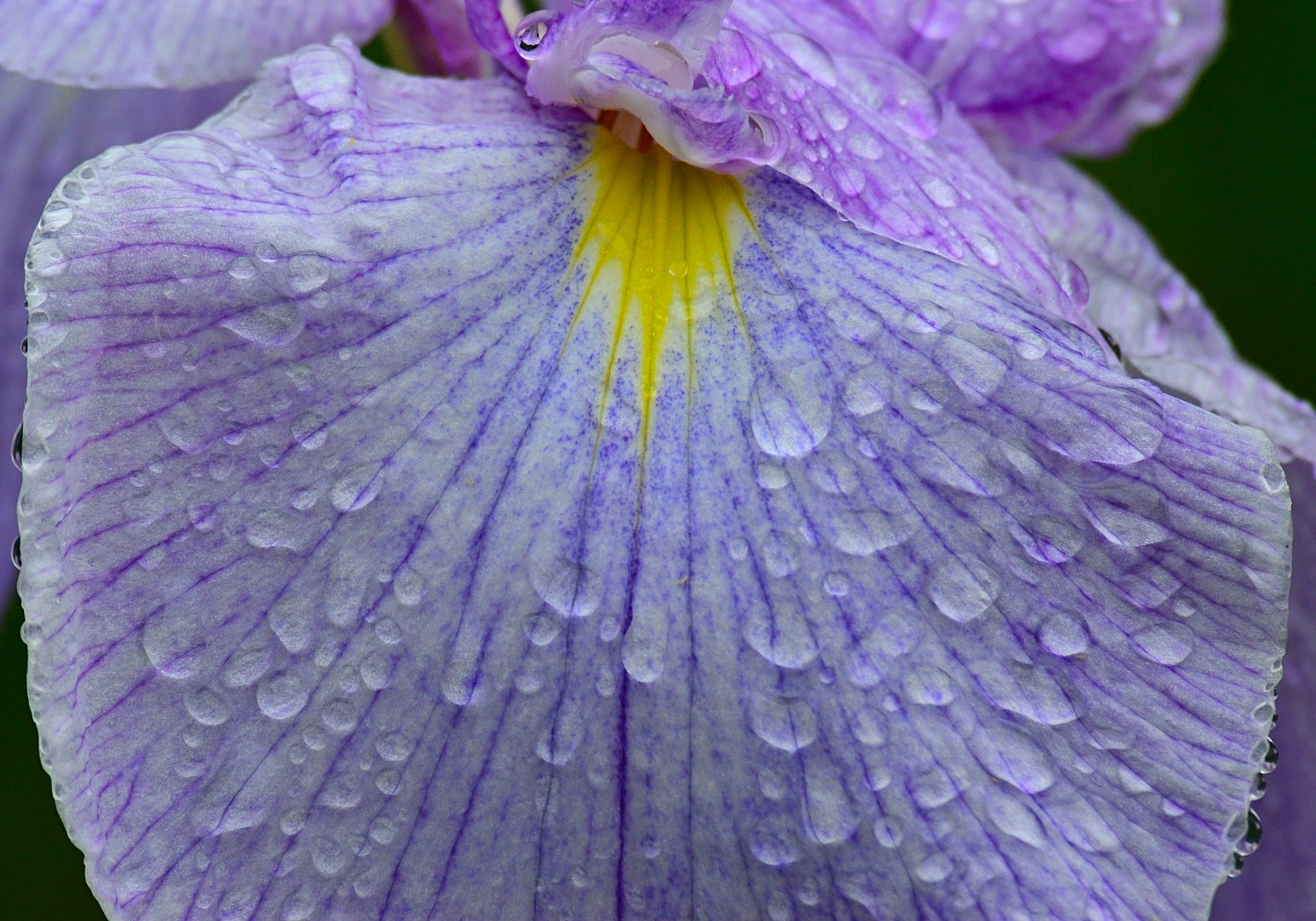 Acercamiento de un pétalo de flor púrpura con gotas de agua