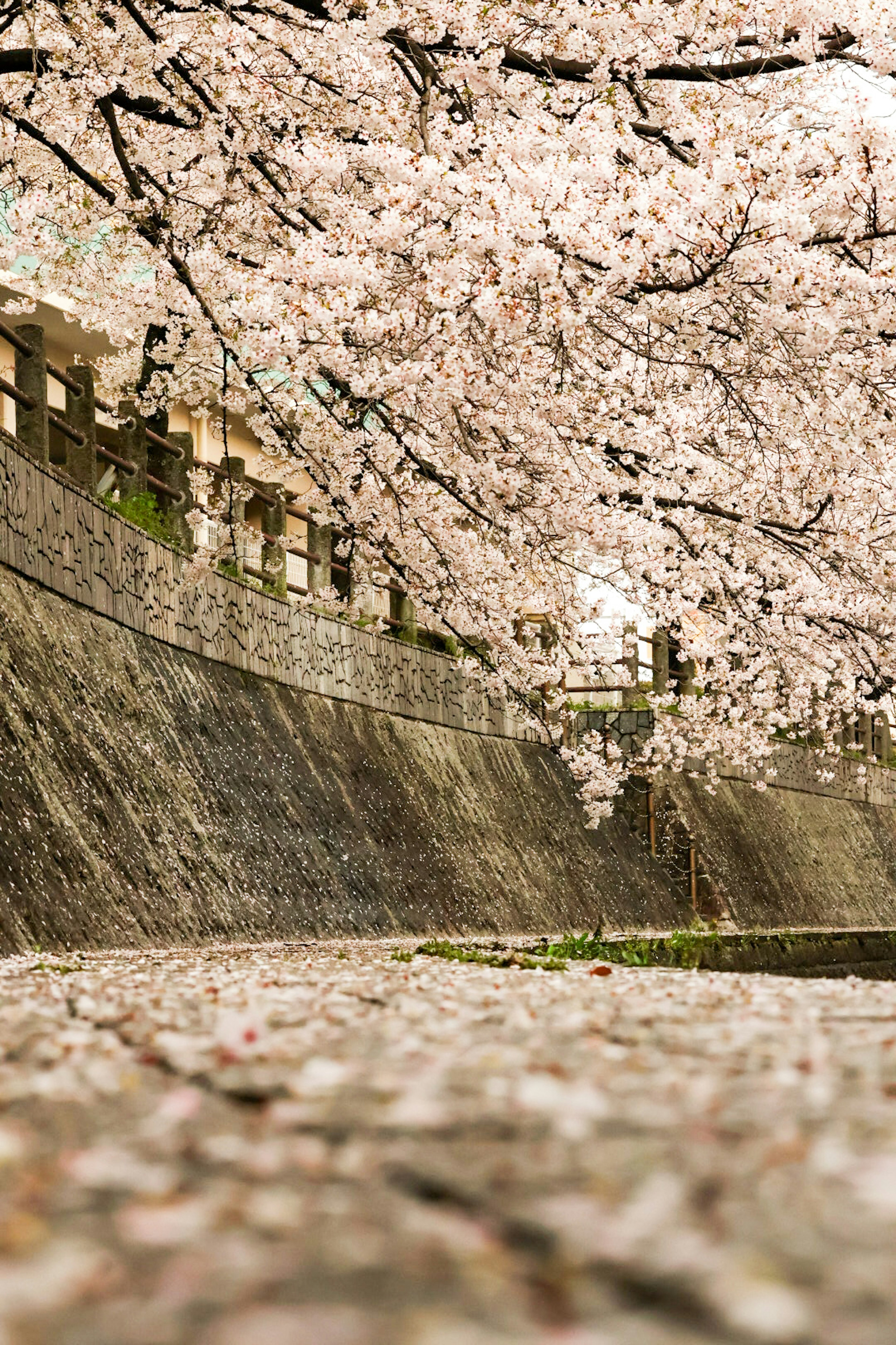 桜の花びらが散りばめられた石造りの道と桜の木