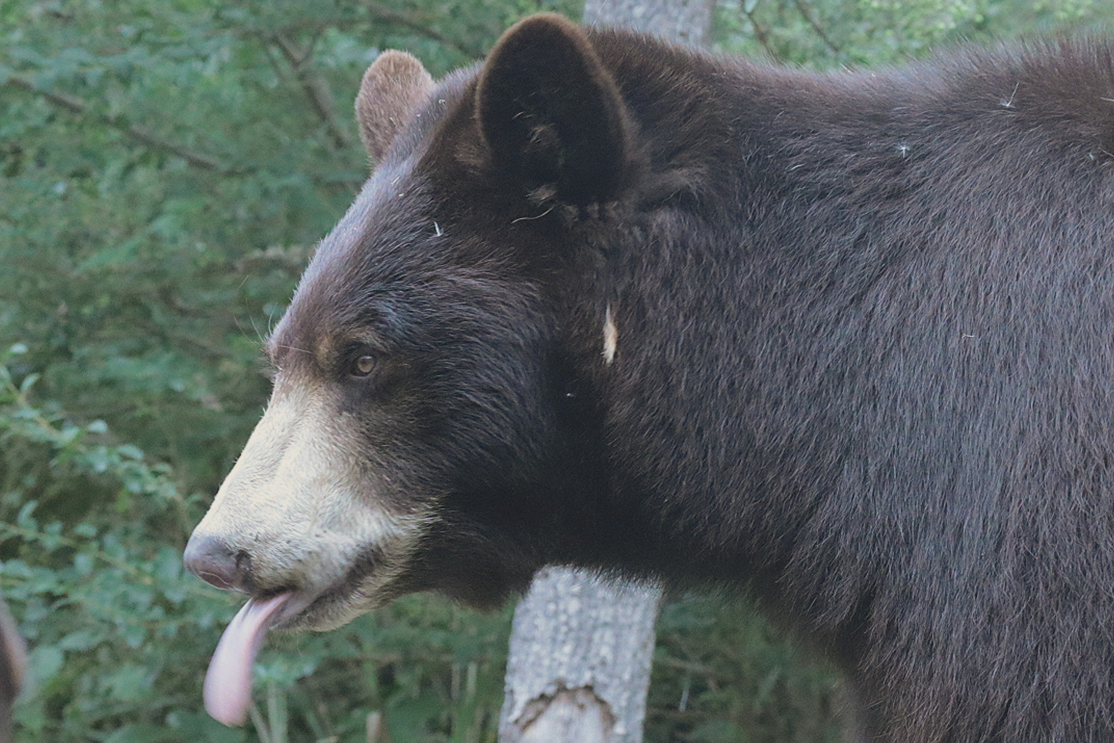 黒いクマの横顔が特徴的で舌を出している