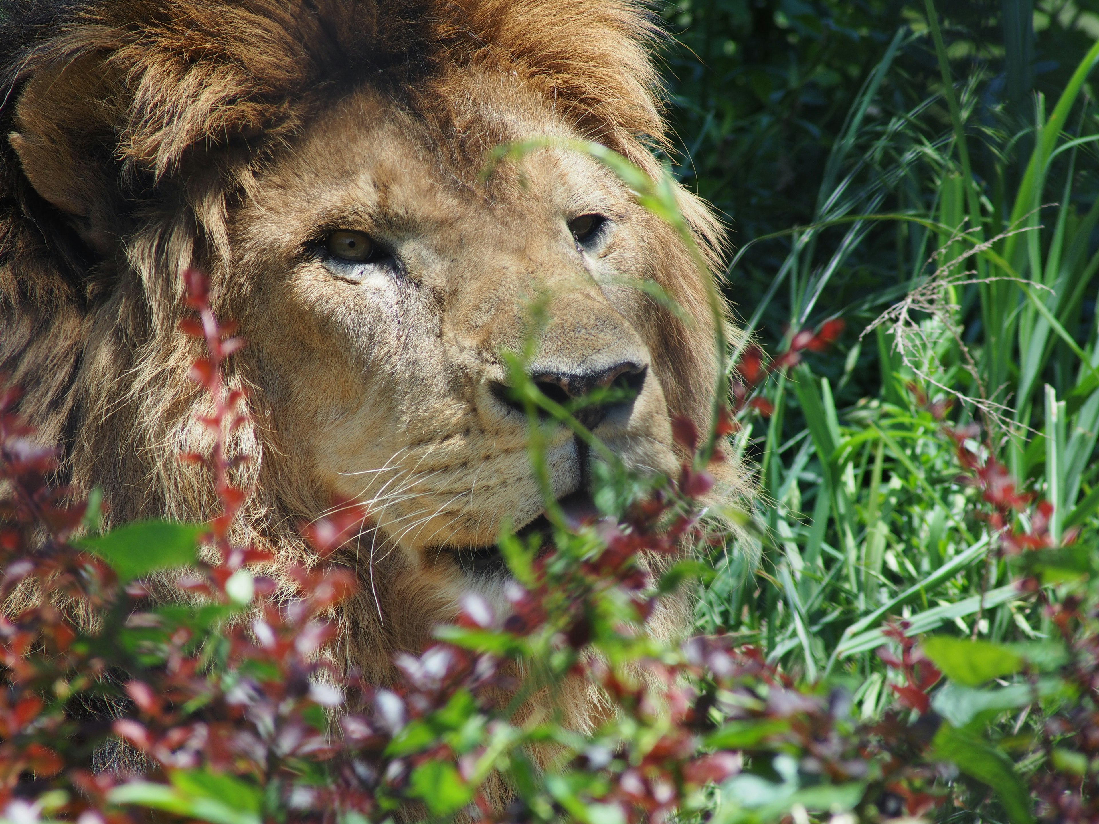 A lion peeking through green grass and red foliage