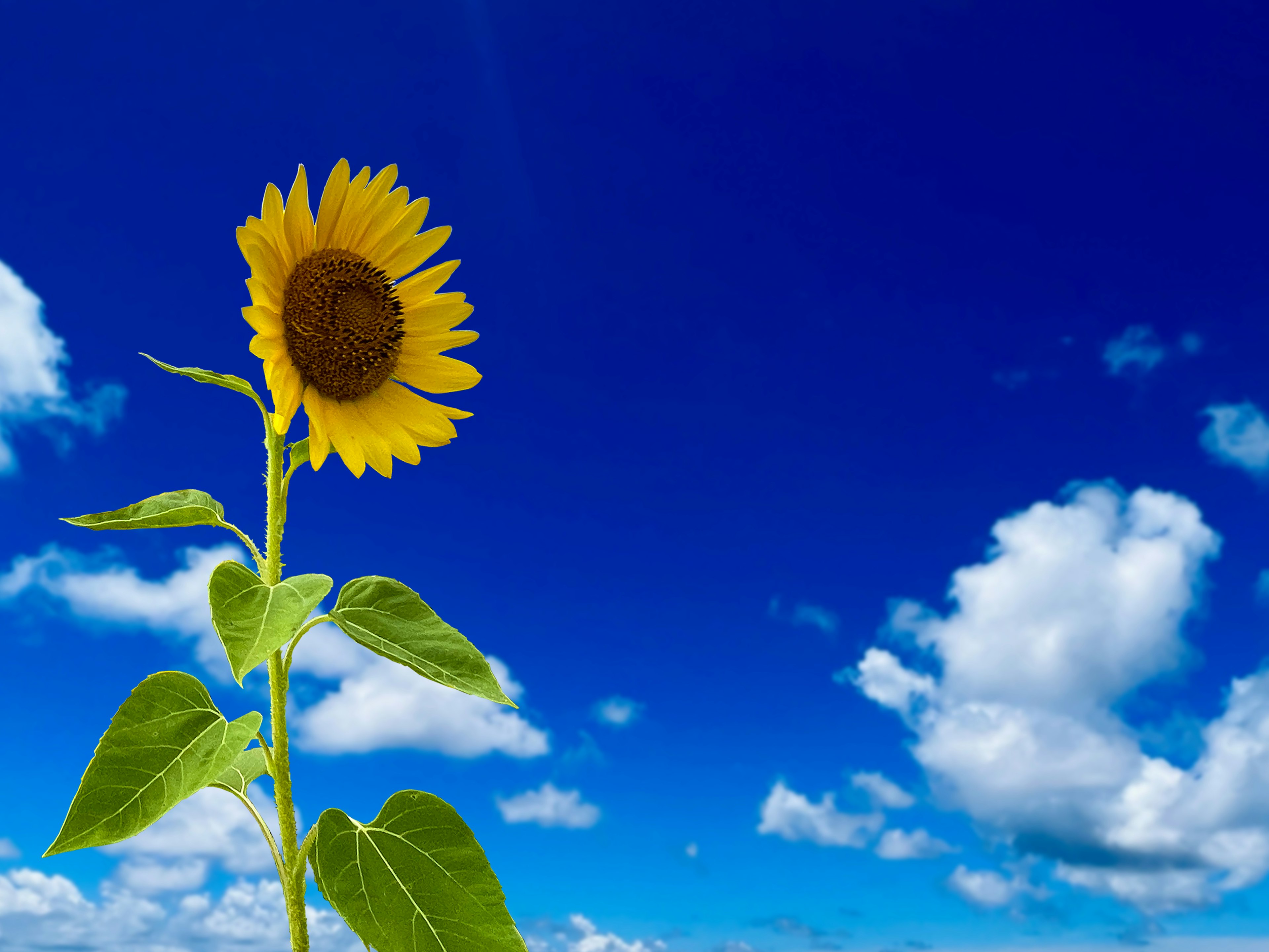 Eine einzelne Sonnenblume blüht unter einem blauen Himmel