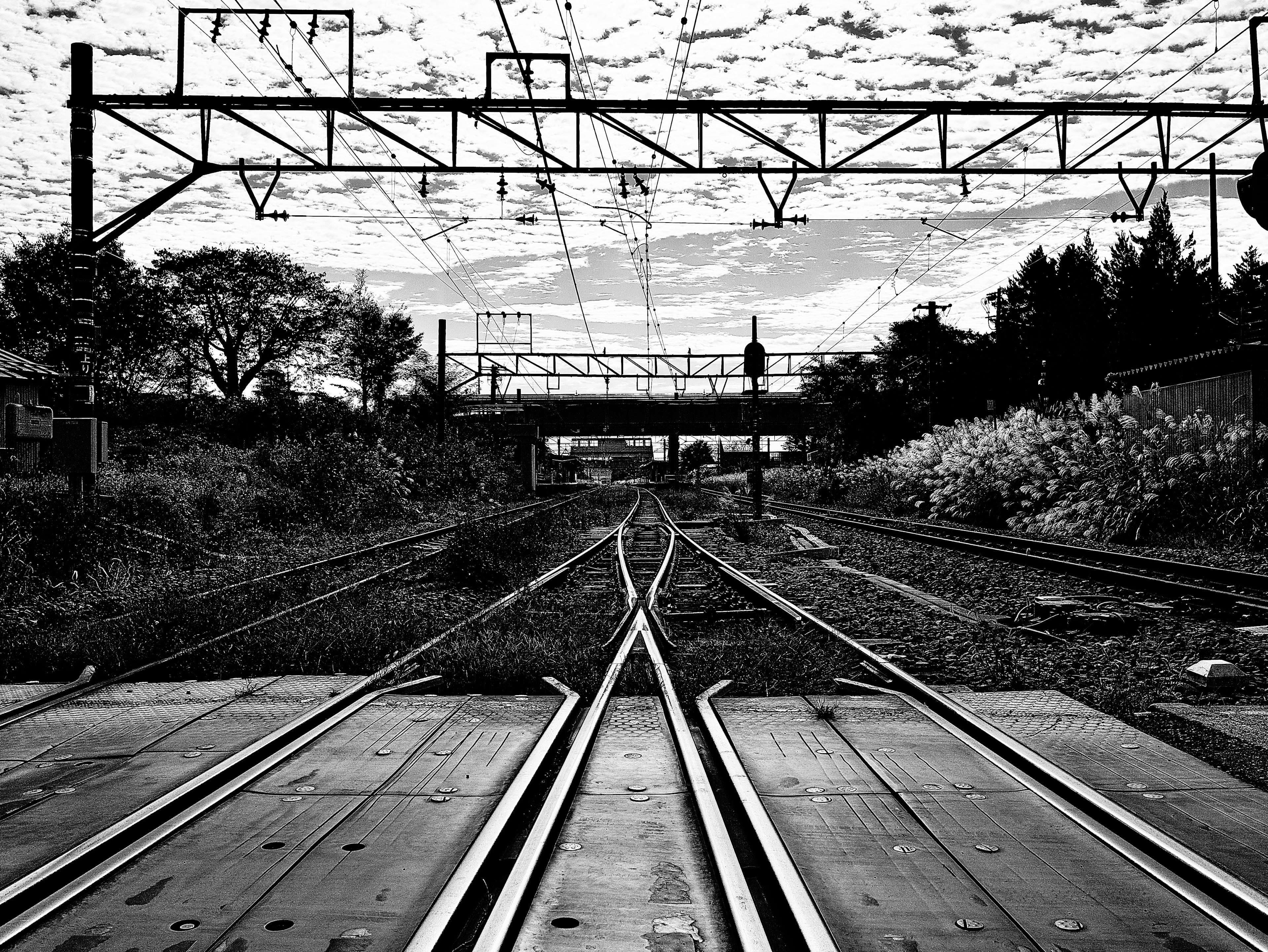 Vías de tren que se bifurcan en un paisaje en blanco y negro con vegetación