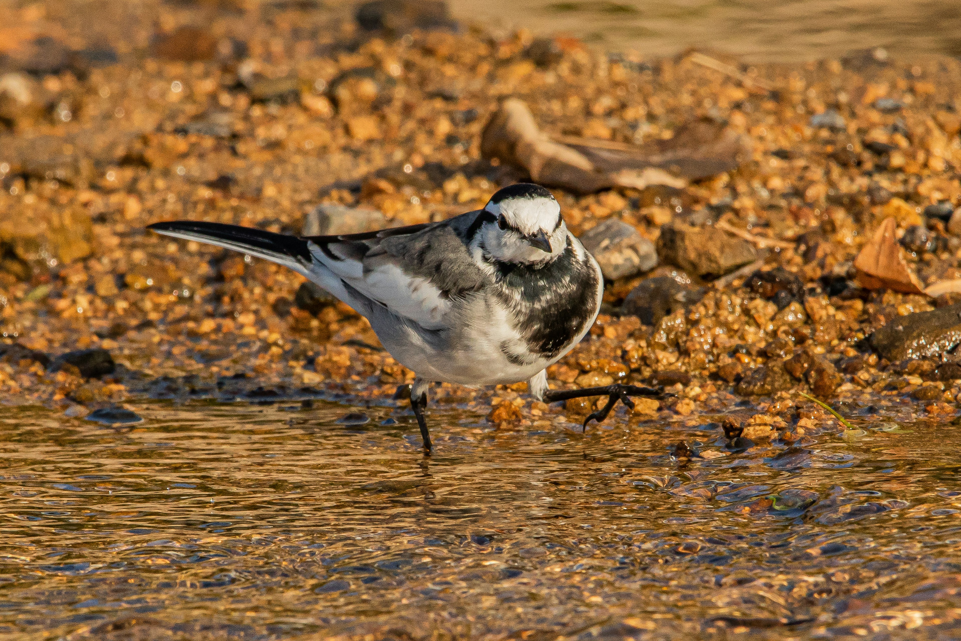 Un uccello bianco e nero che cammina lungo il bordo dell'acqua