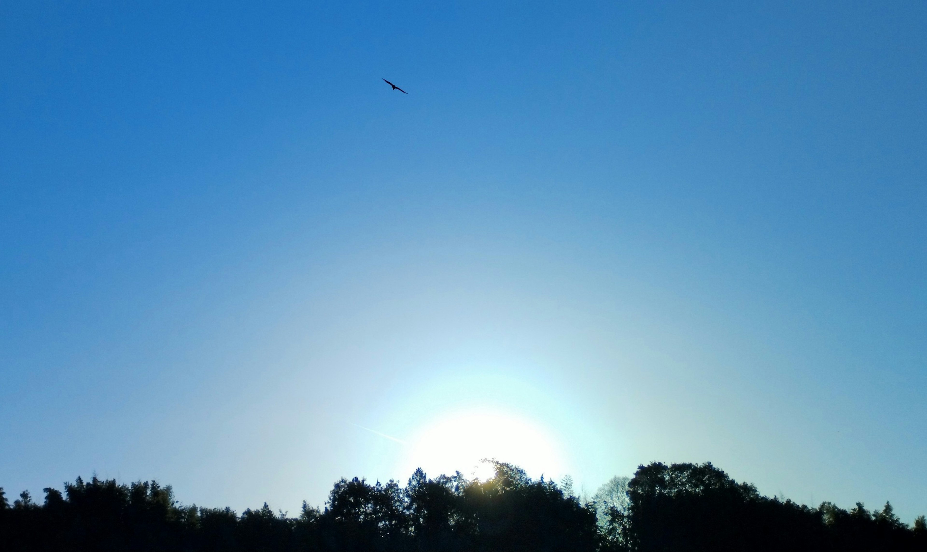 Pesawat terbang di langit biru dengan siluet pepohonan