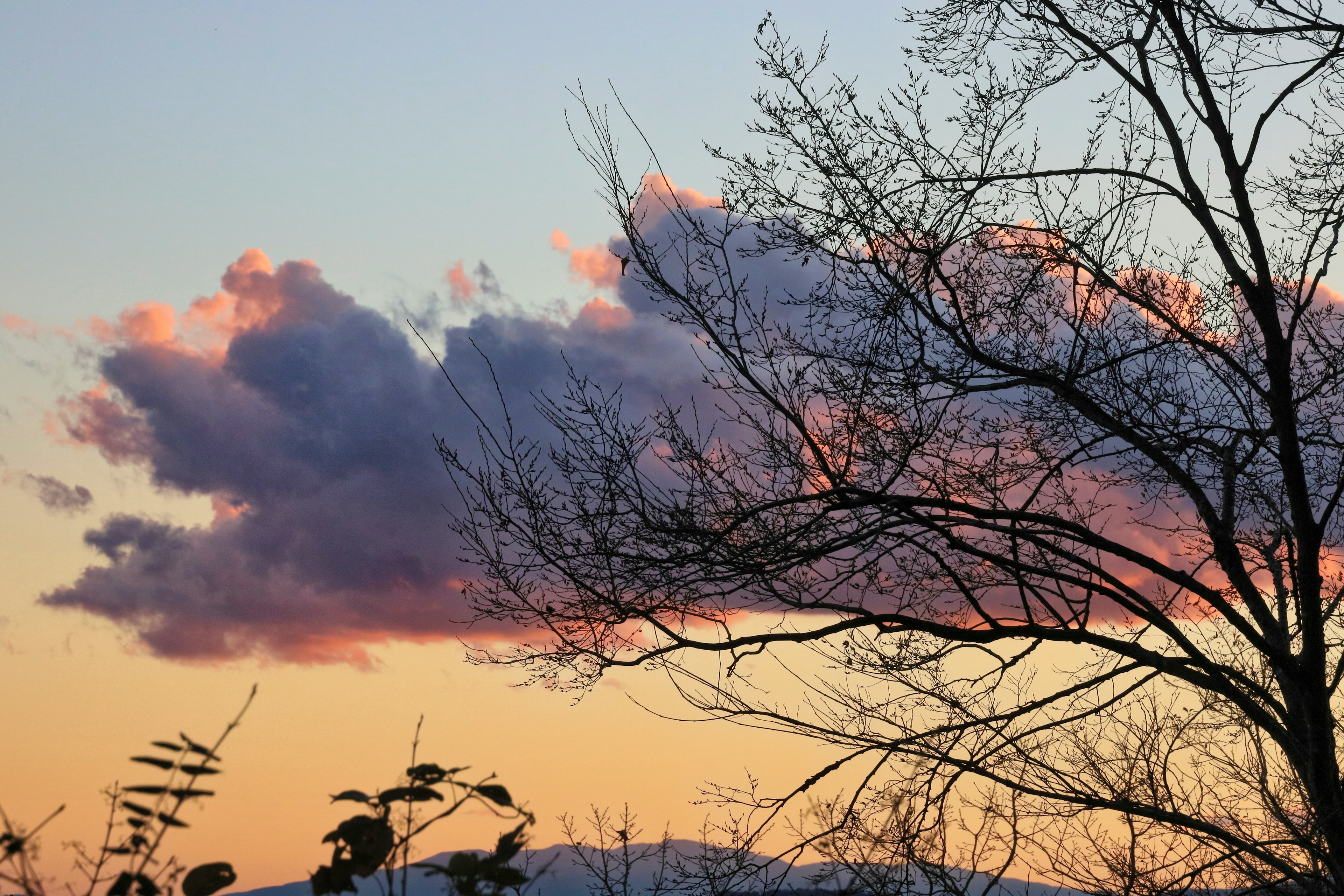 夕陽下多彩雲彩映襯的光禿樹木輪廓