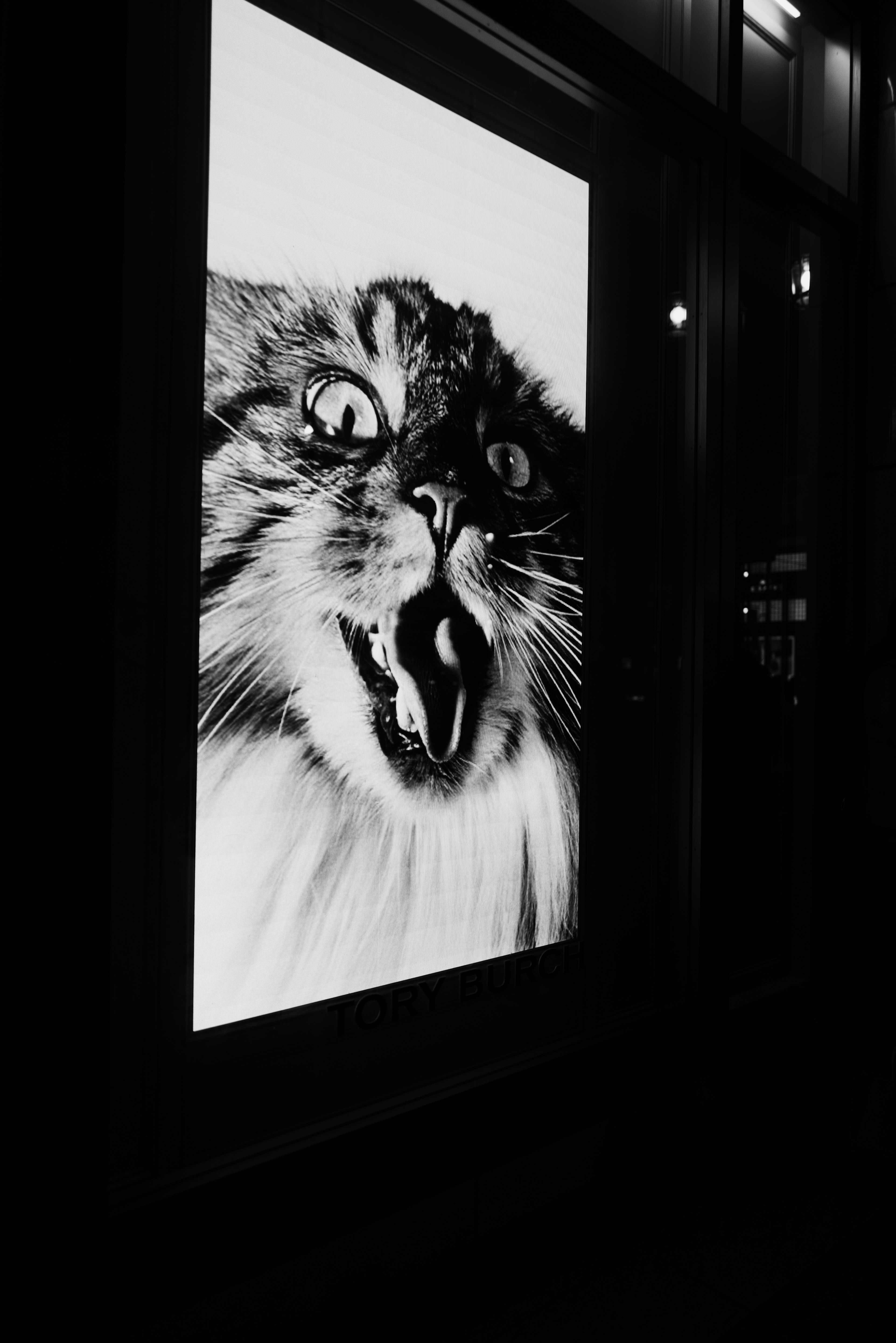 Black and white image of a cat's face with a surprised expression