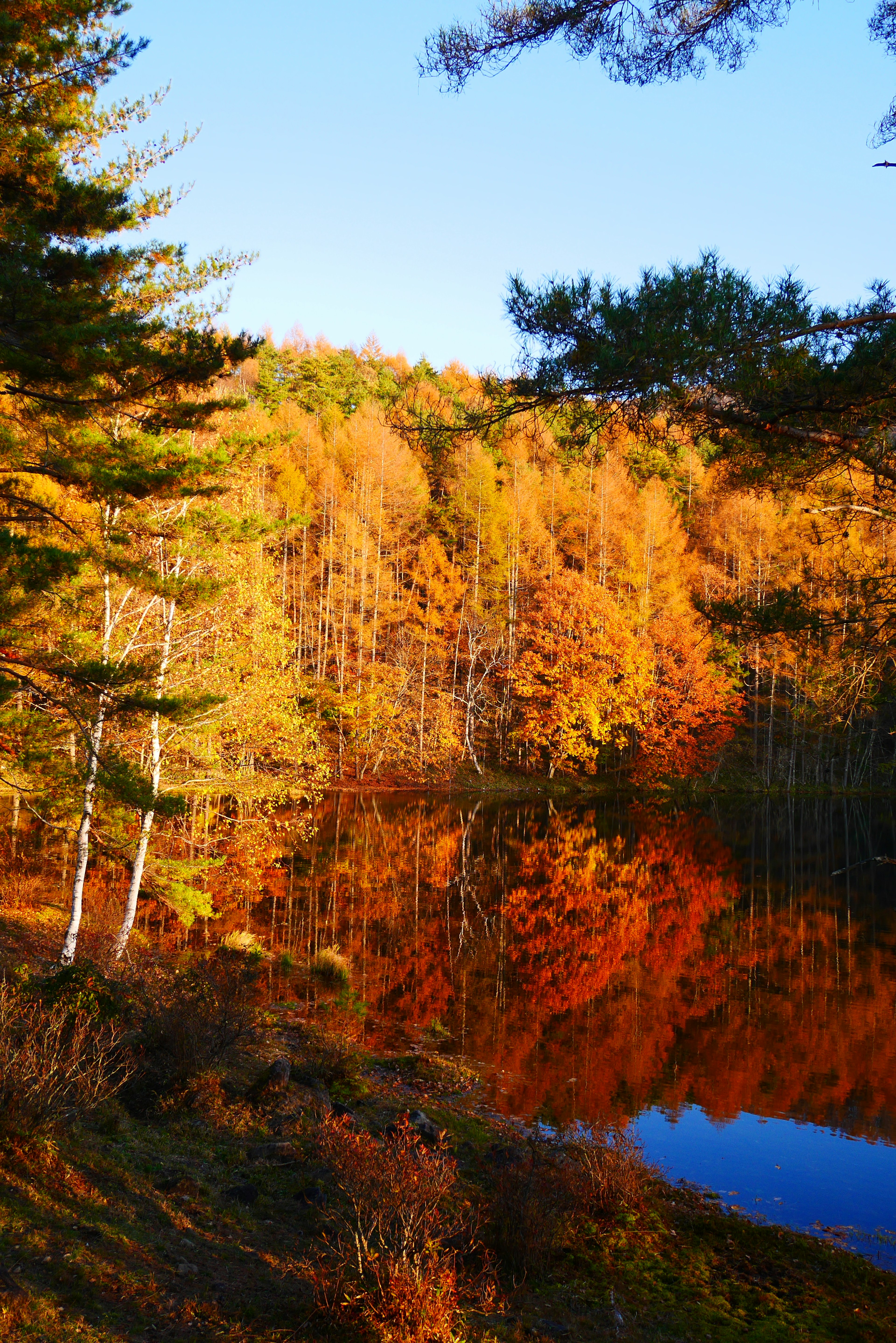 Vista escénica de un bosque otoñal con vibrantes hojas naranjas reflejándose en un lago tranquilo