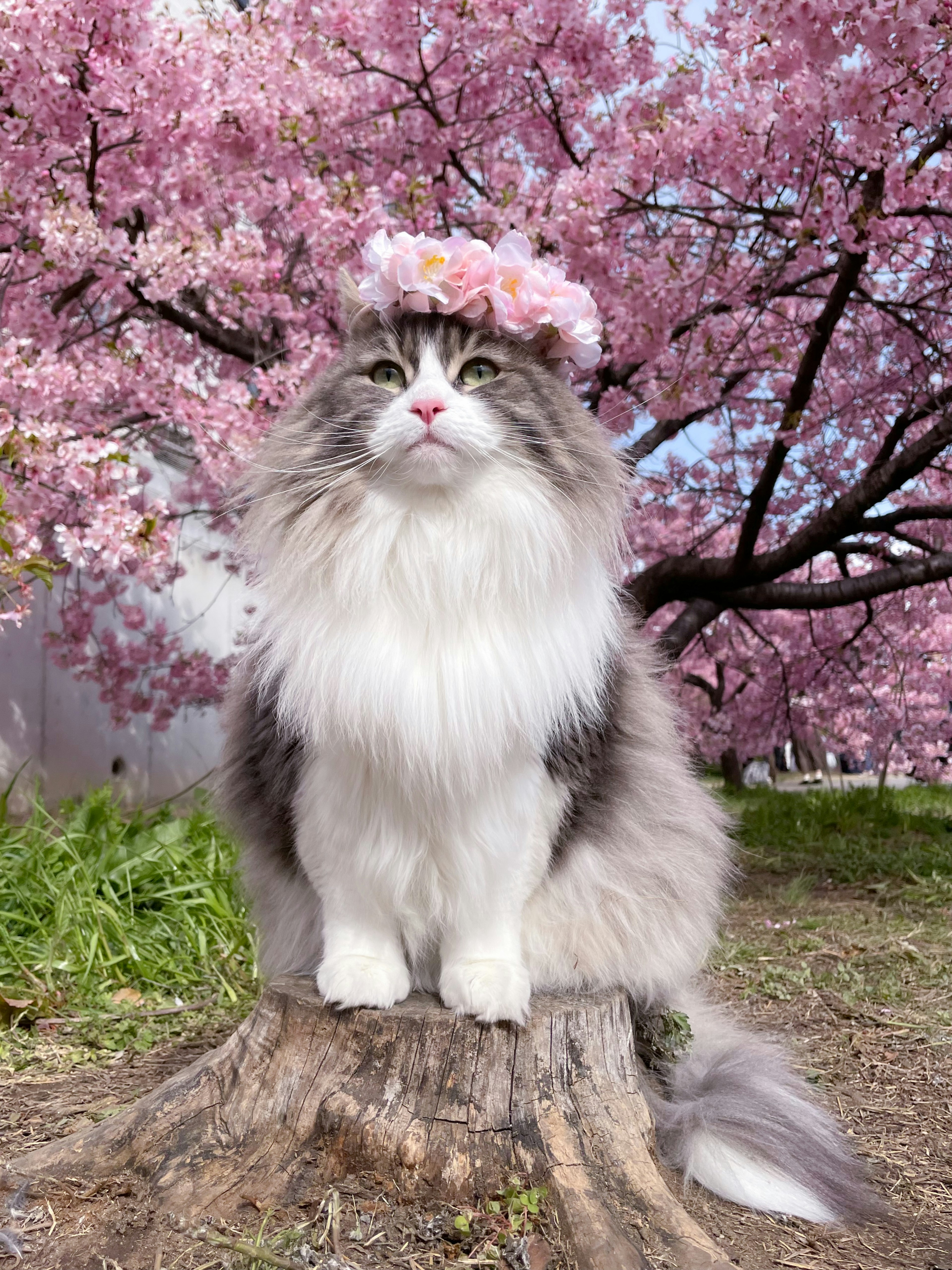 Eine Katze mit einer Kirschblütenkrone, die auf einem Baumstumpf sitzt