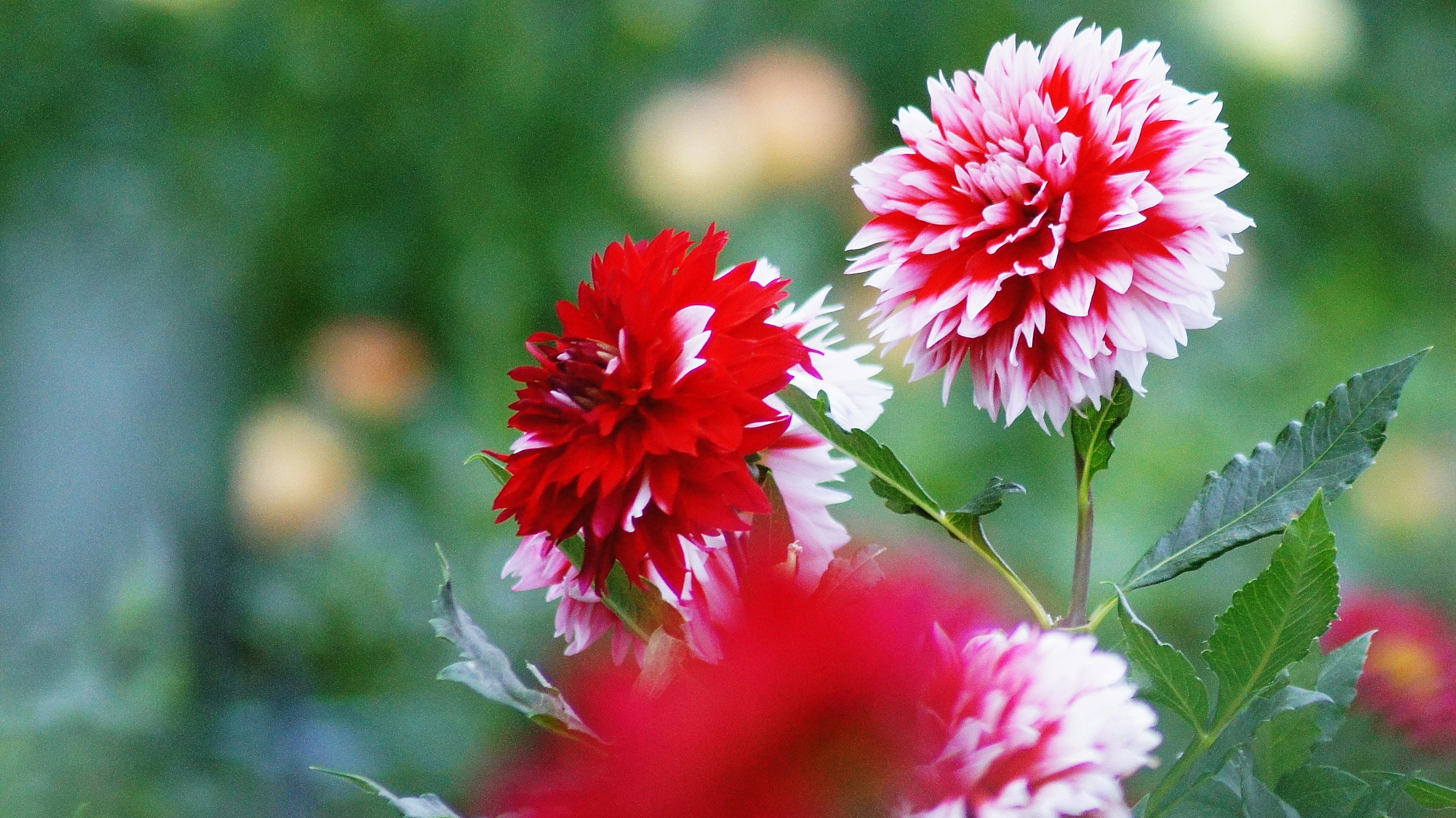 Flores de dalia rojas y blancas floreciendo en un jardín