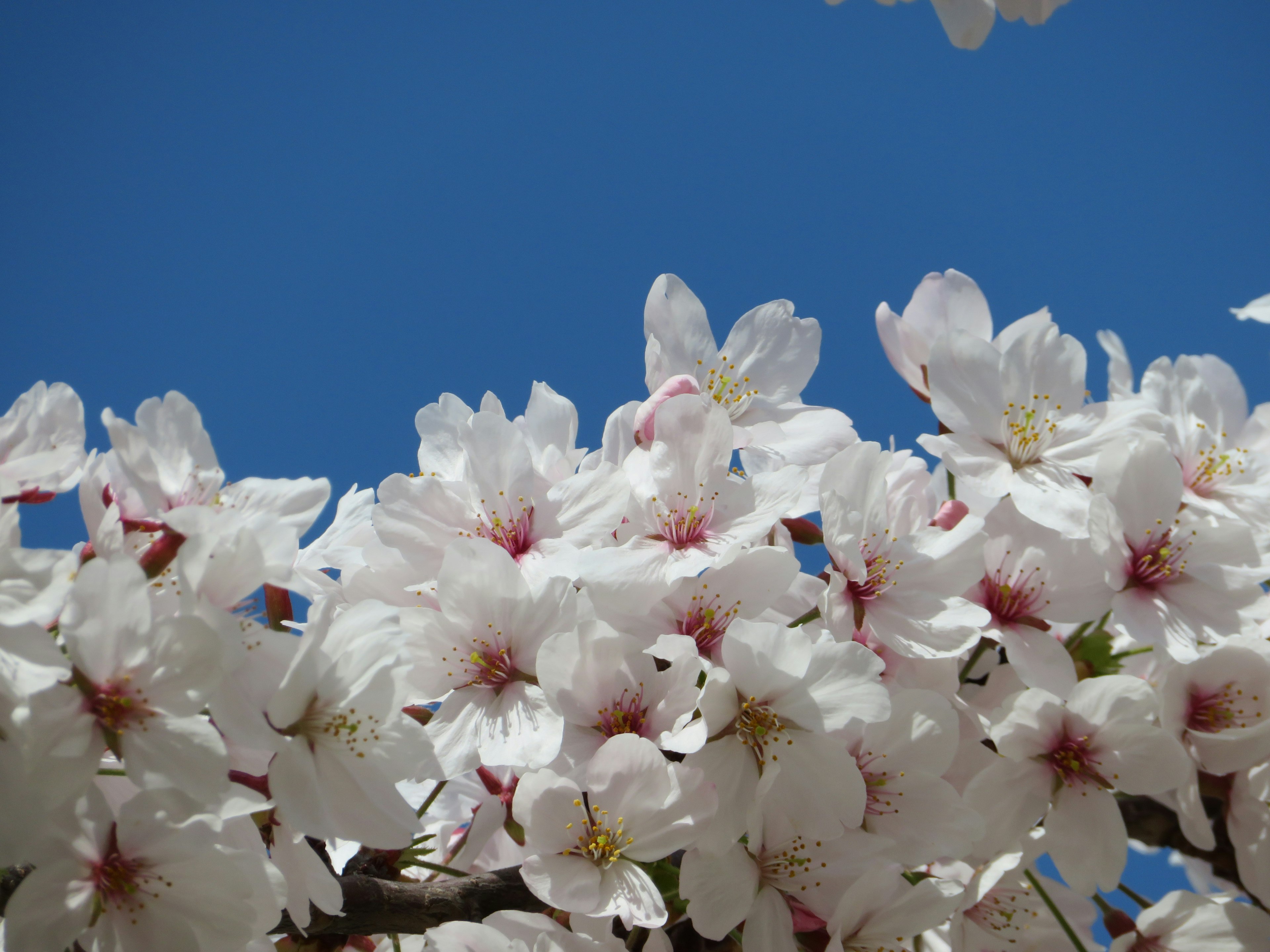 Nahaufnahme von Kirschblüten vor blauem Himmel