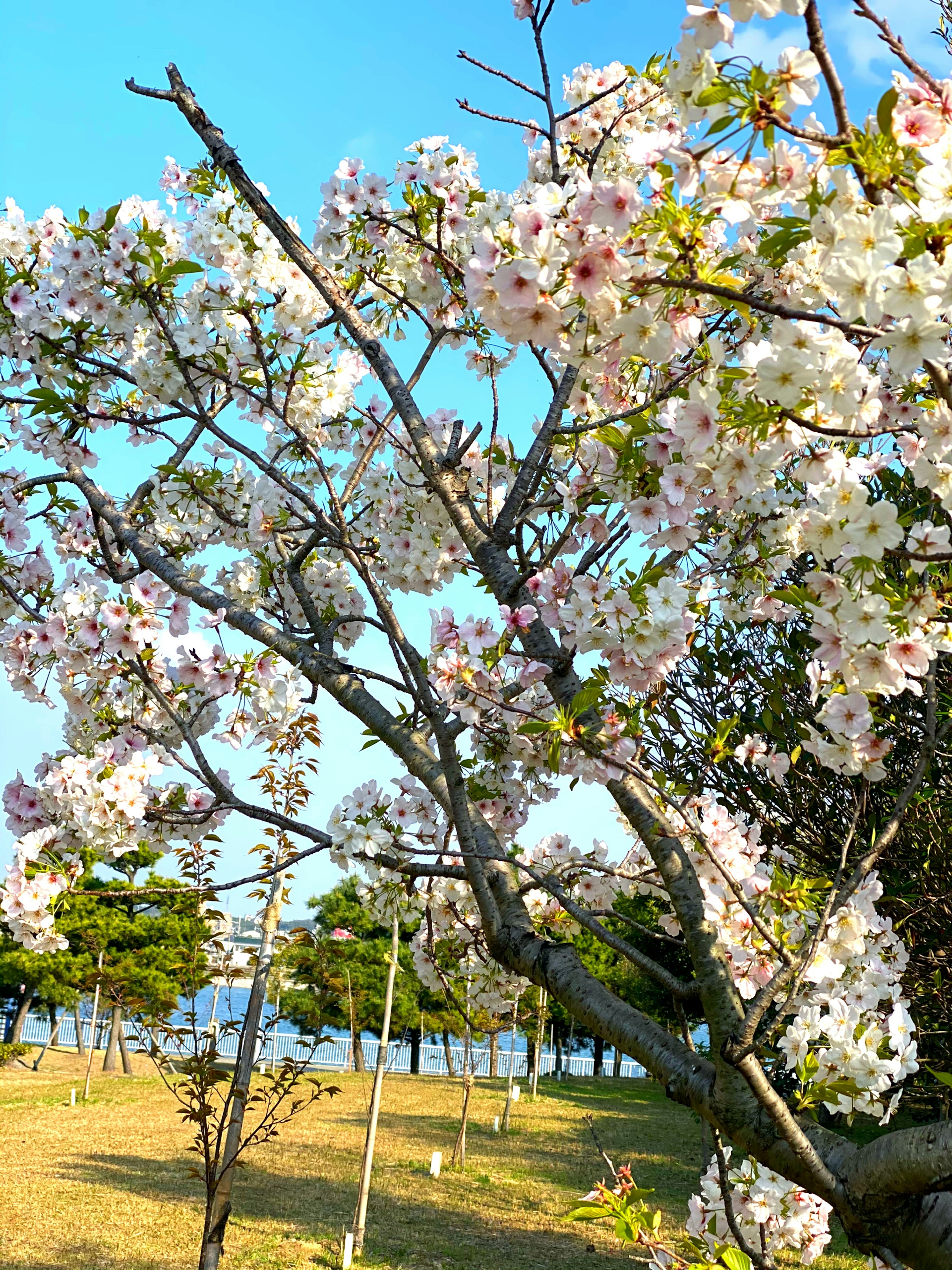 Kirschbaum in voller Blüte vor blauem Himmel